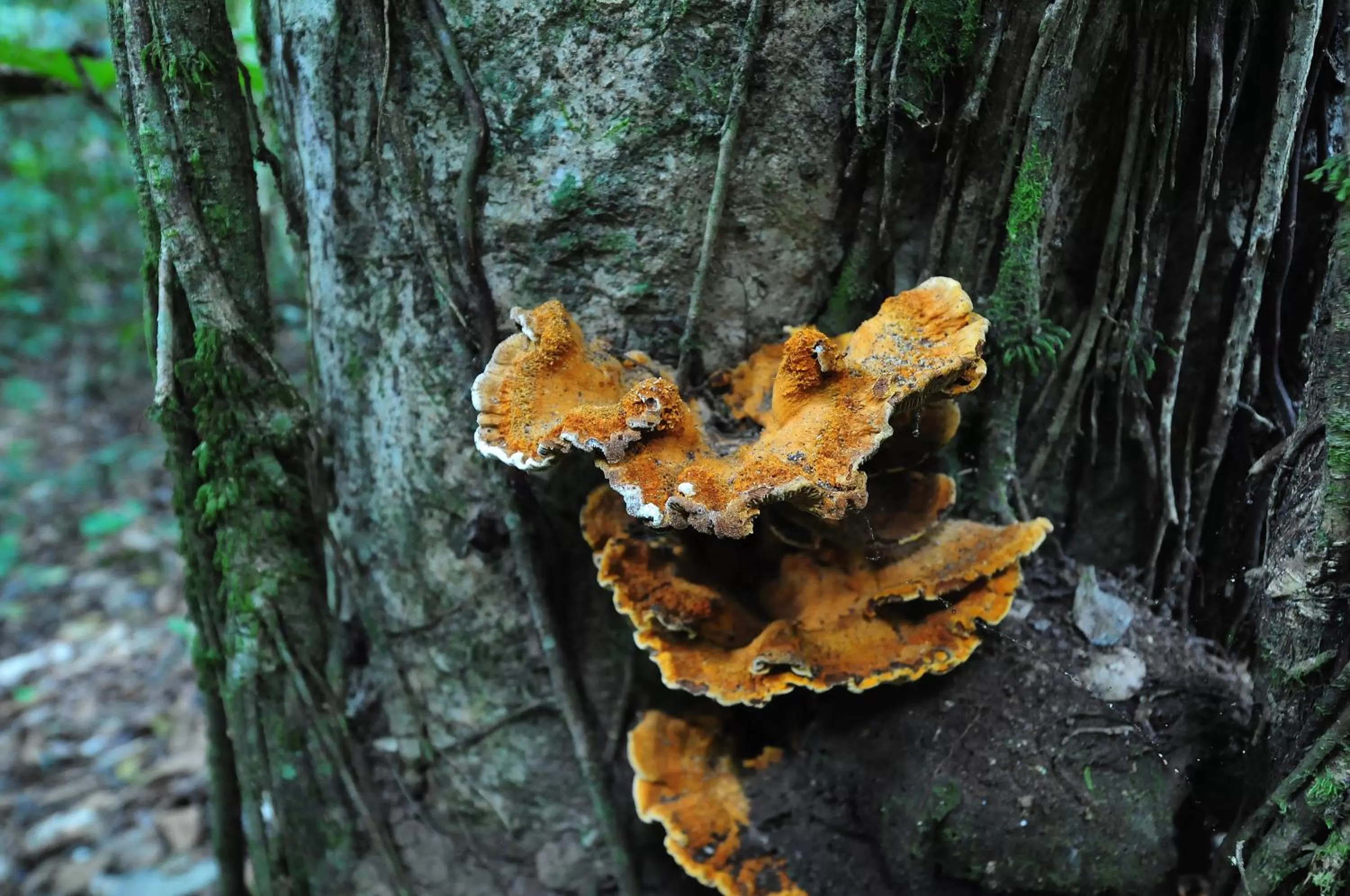 Decorative detail in Pousada do Parque