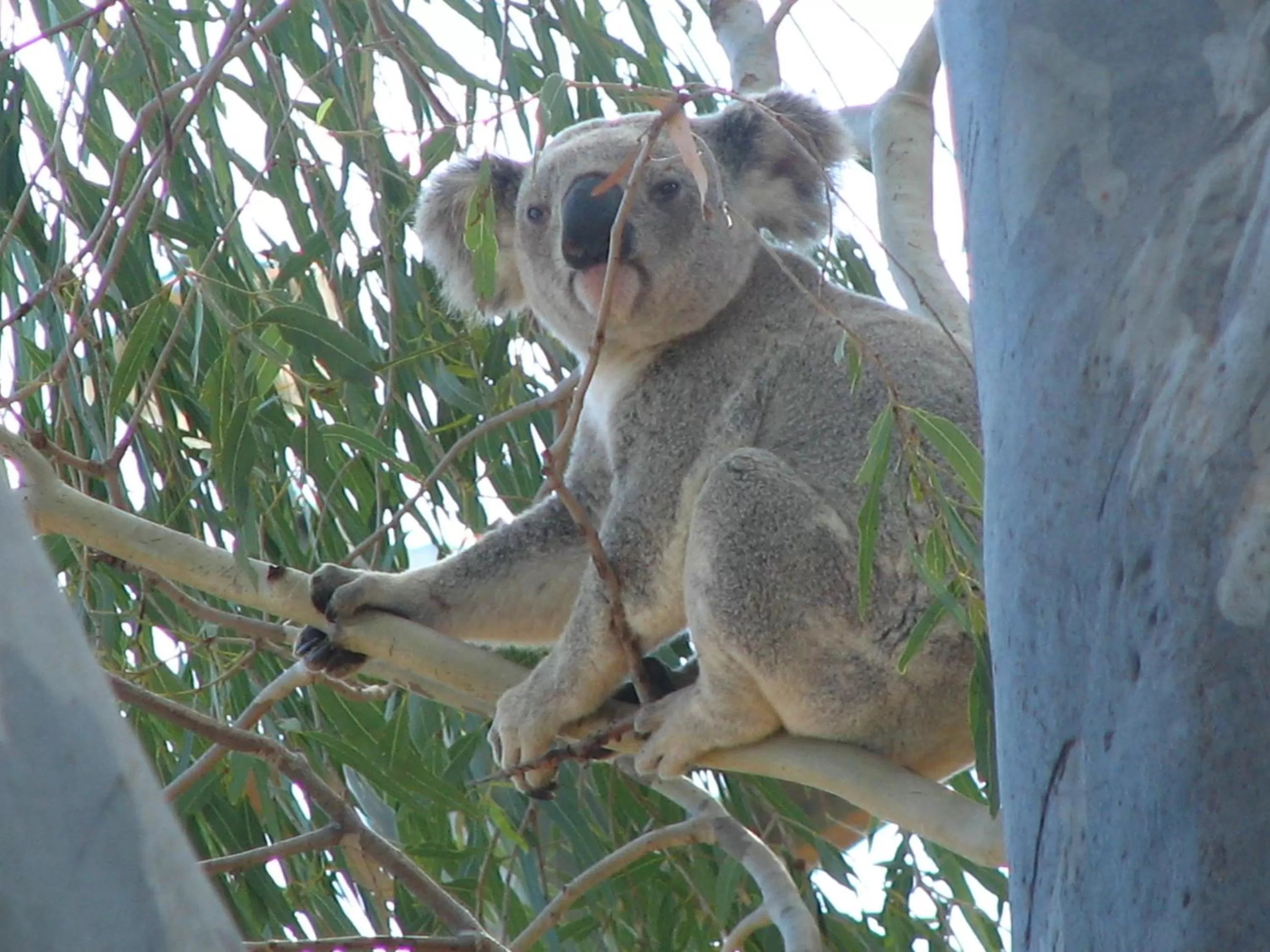 Animals in Tropical Palms Resort & 4WD Hire