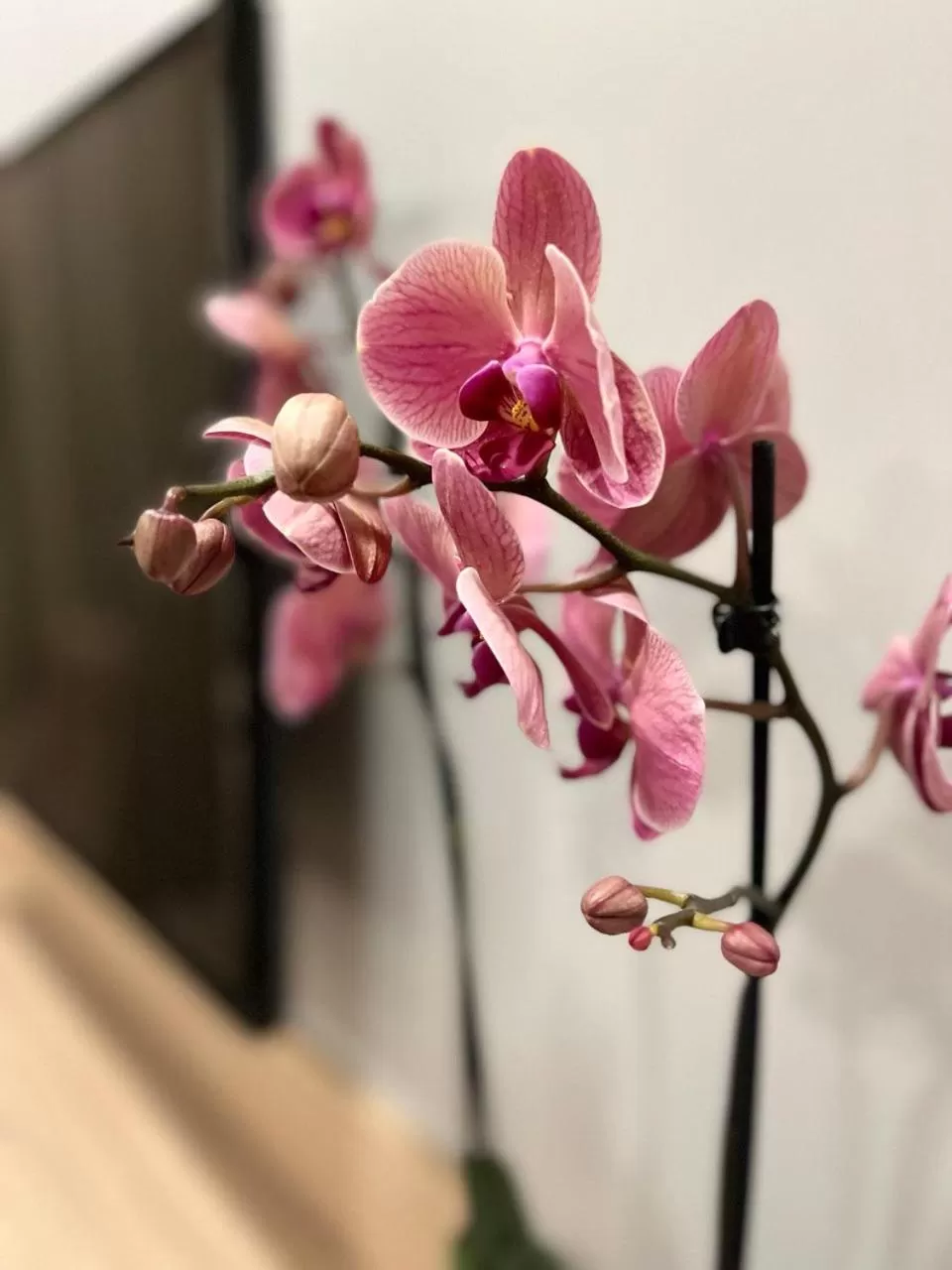 Guests in Bristol Hotel Tashkent