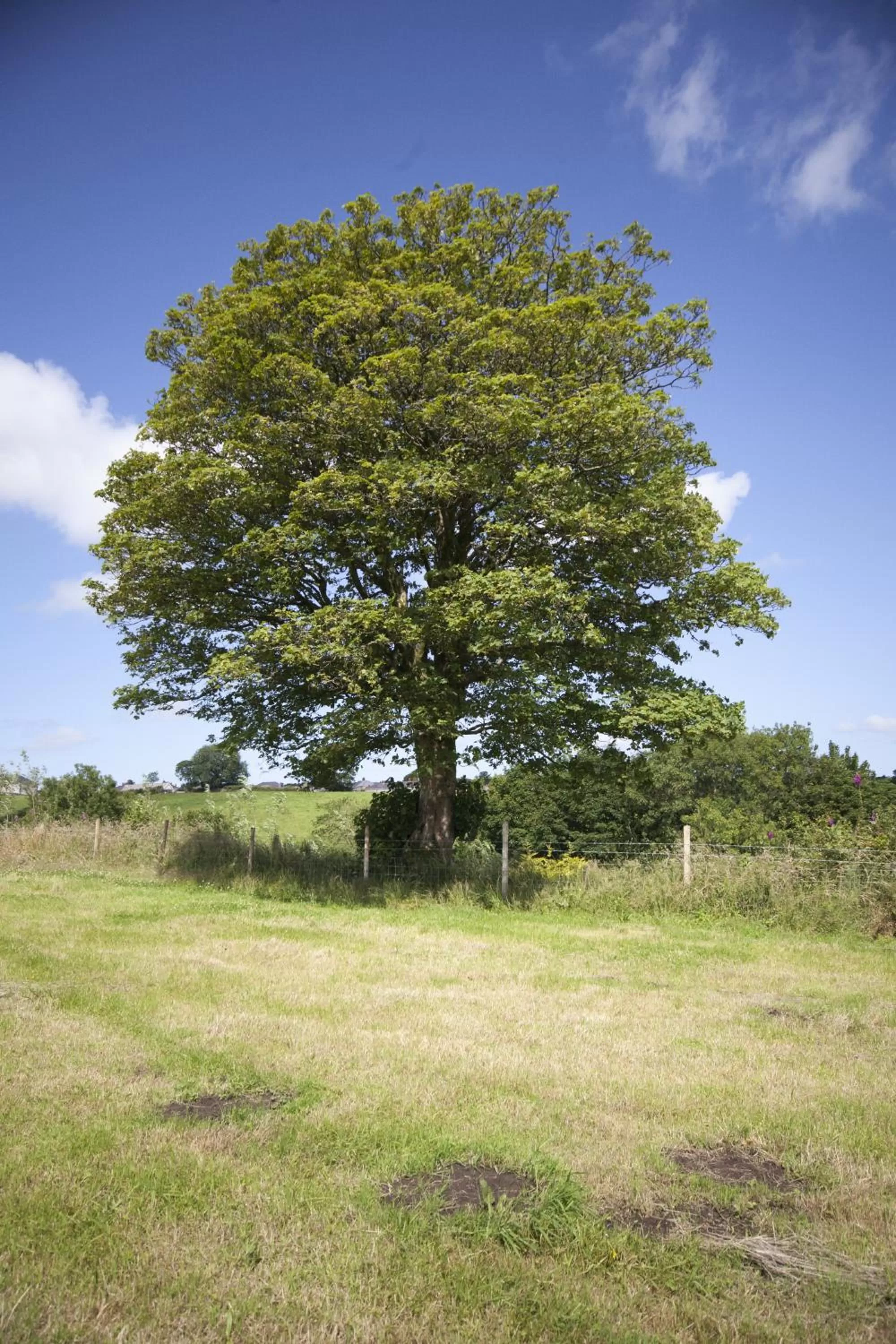 Natural landscape in Bryncoch