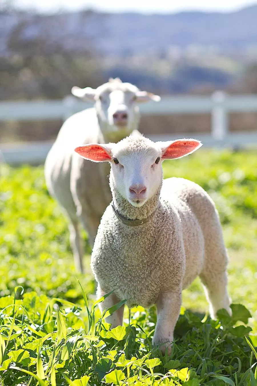 Other Animals in Rêves de Moutons