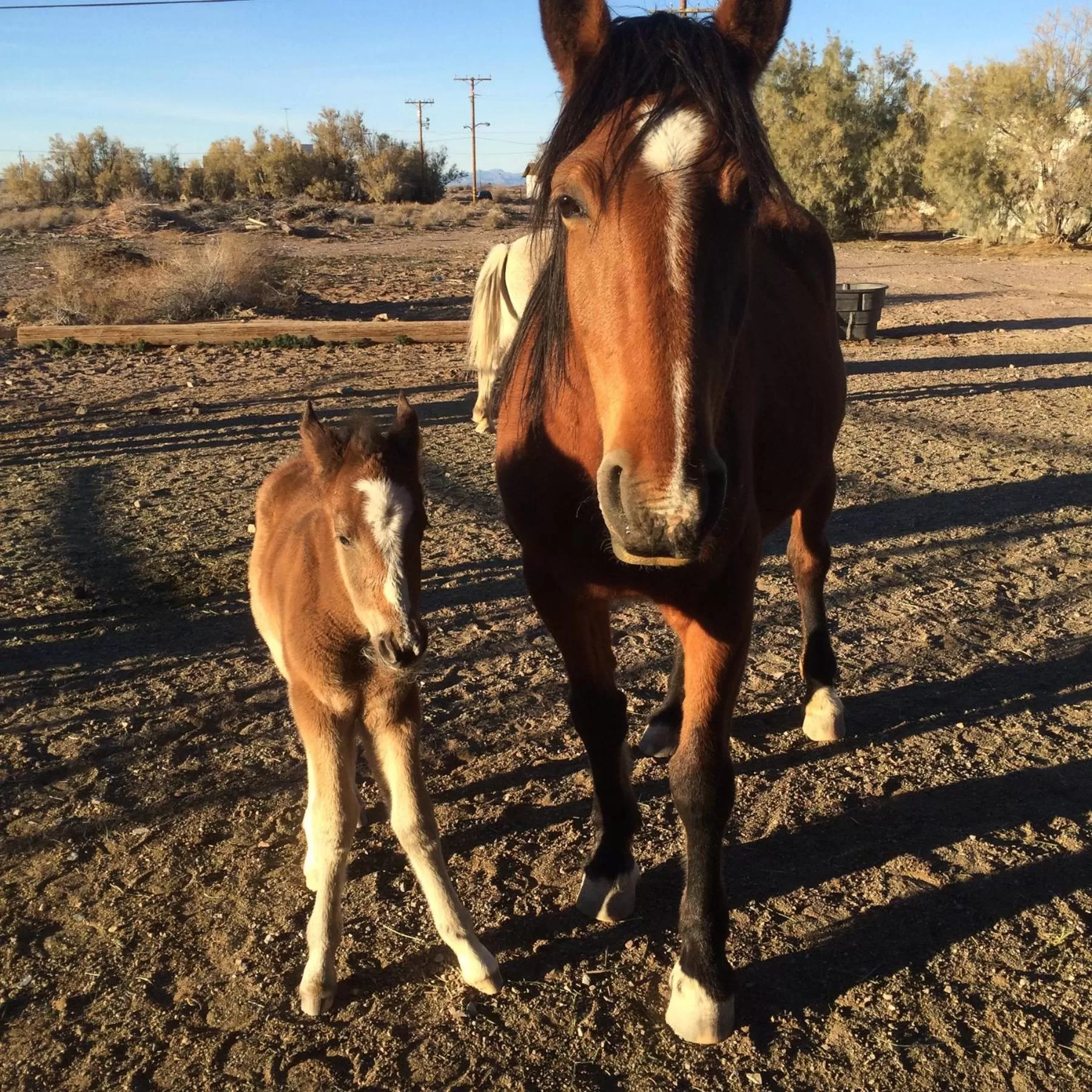 Property building in Amargosa Opera House & Hotel