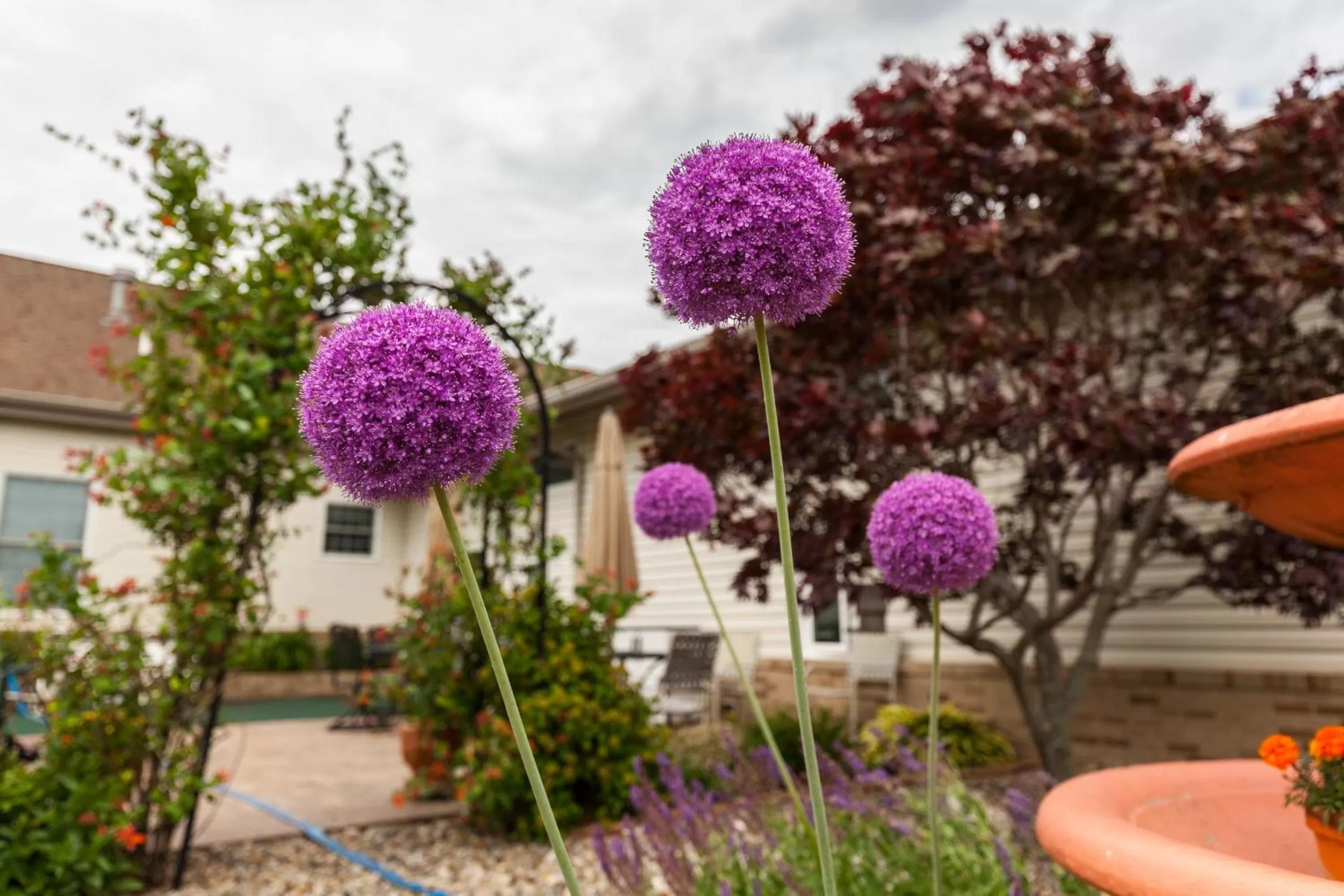 Patio/Outdoor Area in Scottish Bed & Breakfast