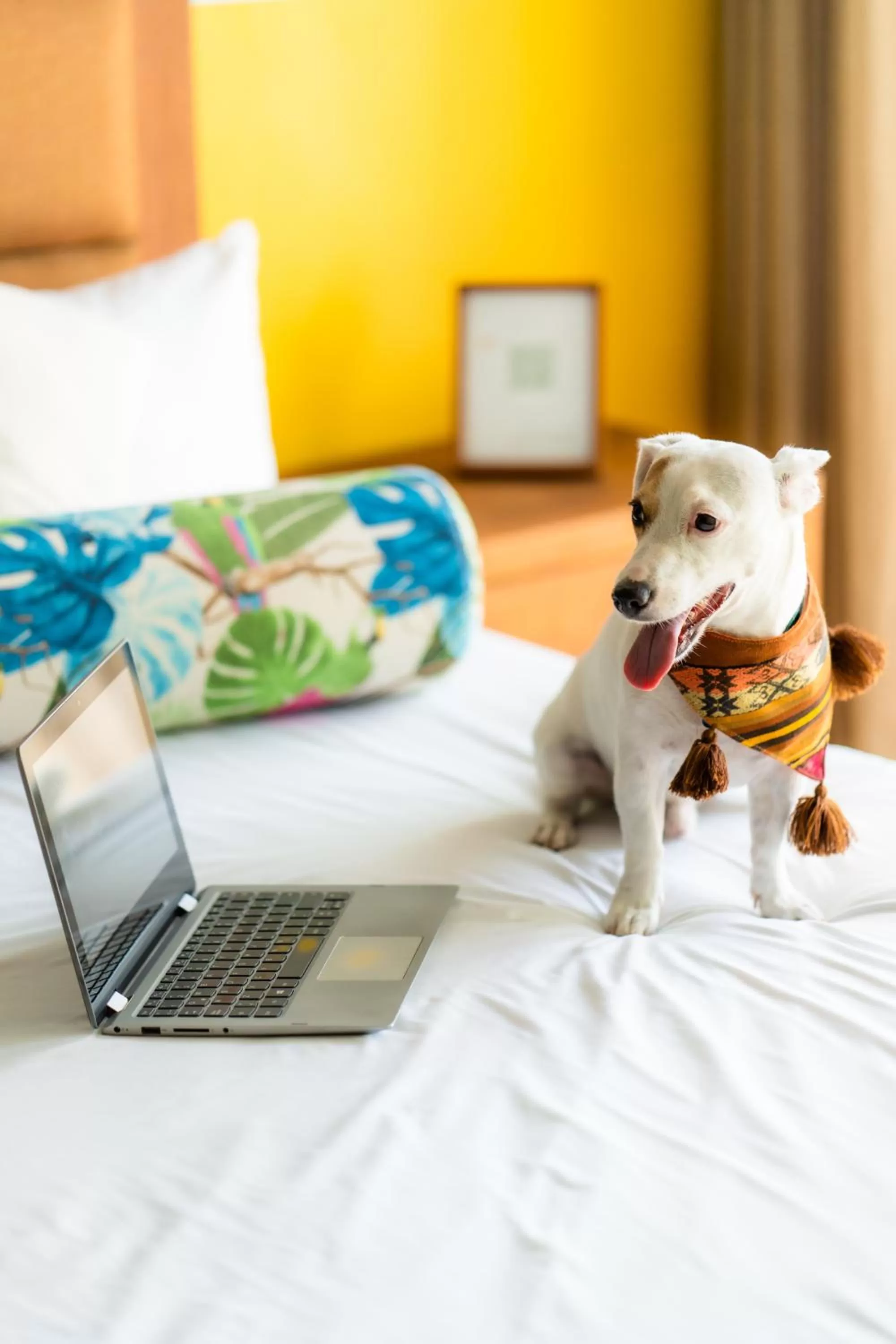 Pets in Albatros by Bedsfriends