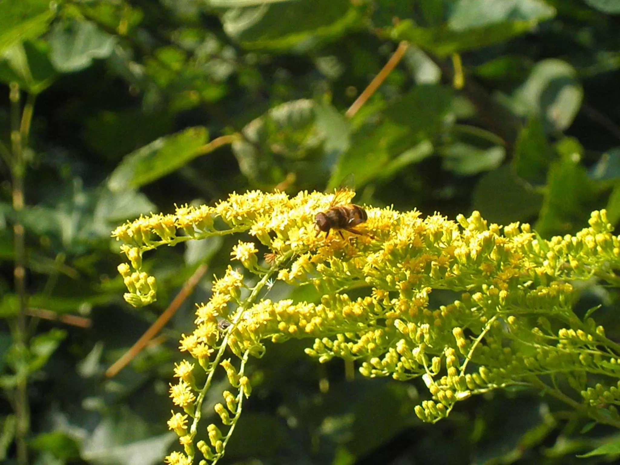 Garden in Sport-hotel Šibeniční vrch