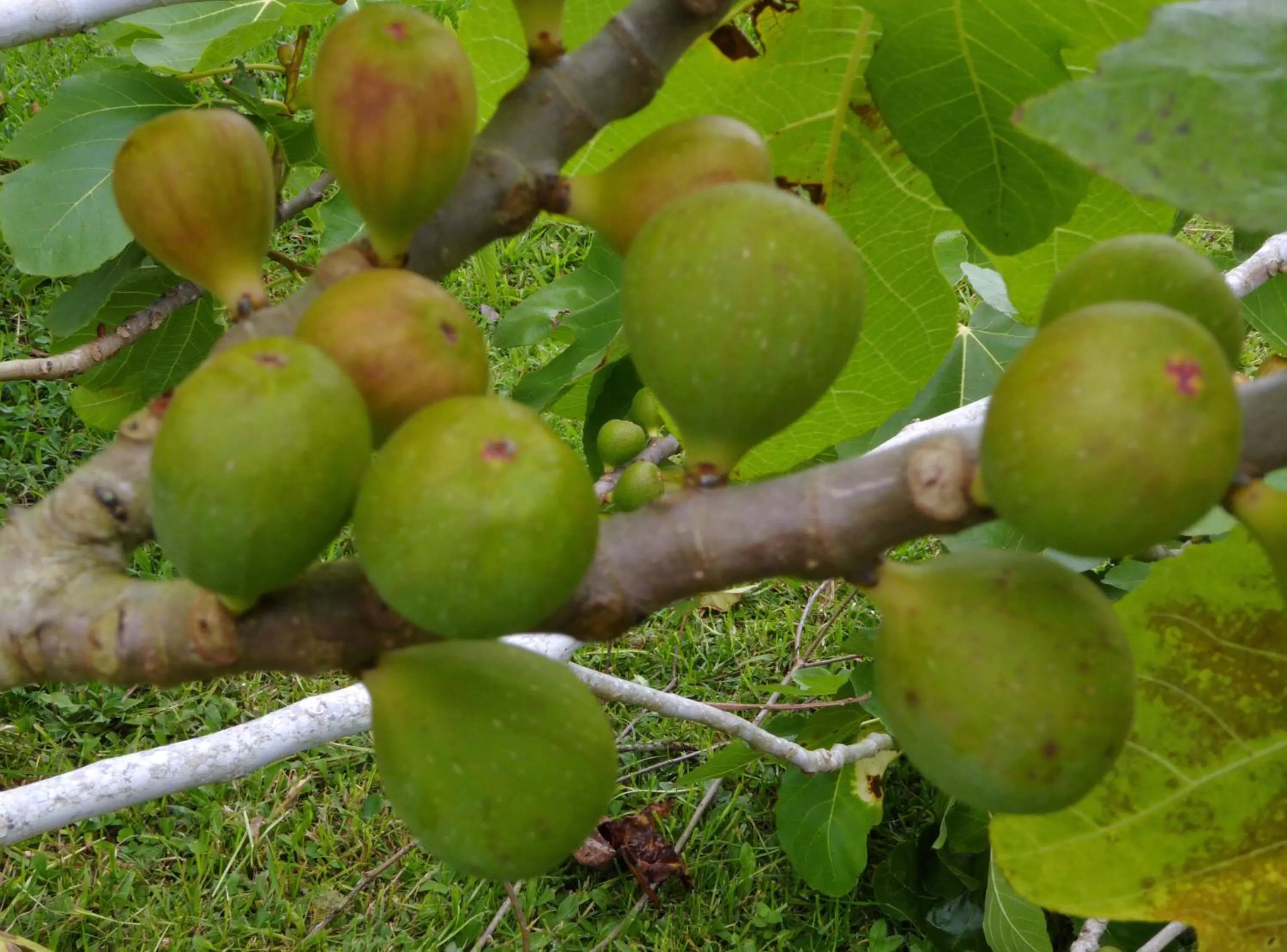 Garden in Finca El Cielo