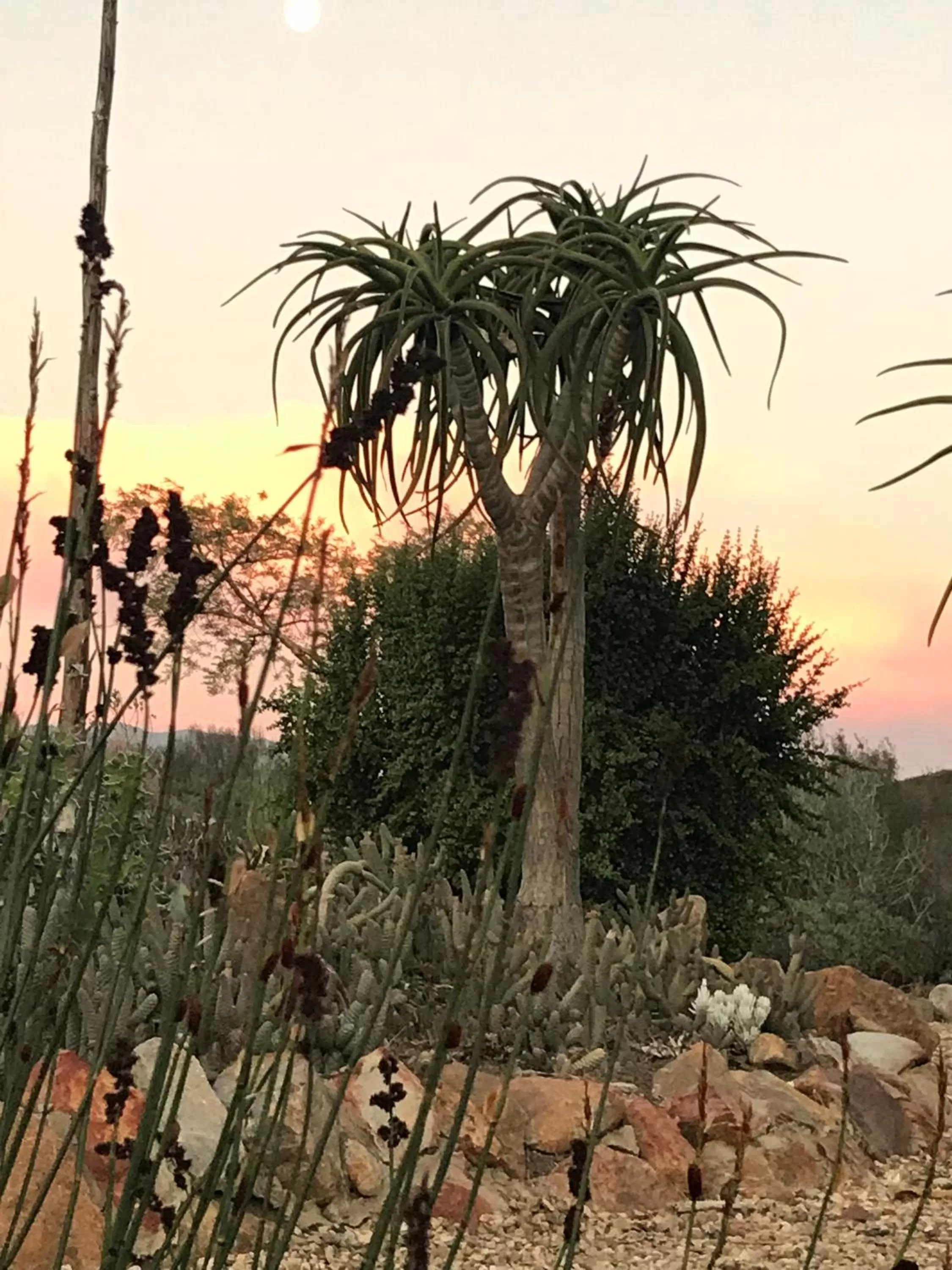 Garden in Olive Hill Guest House