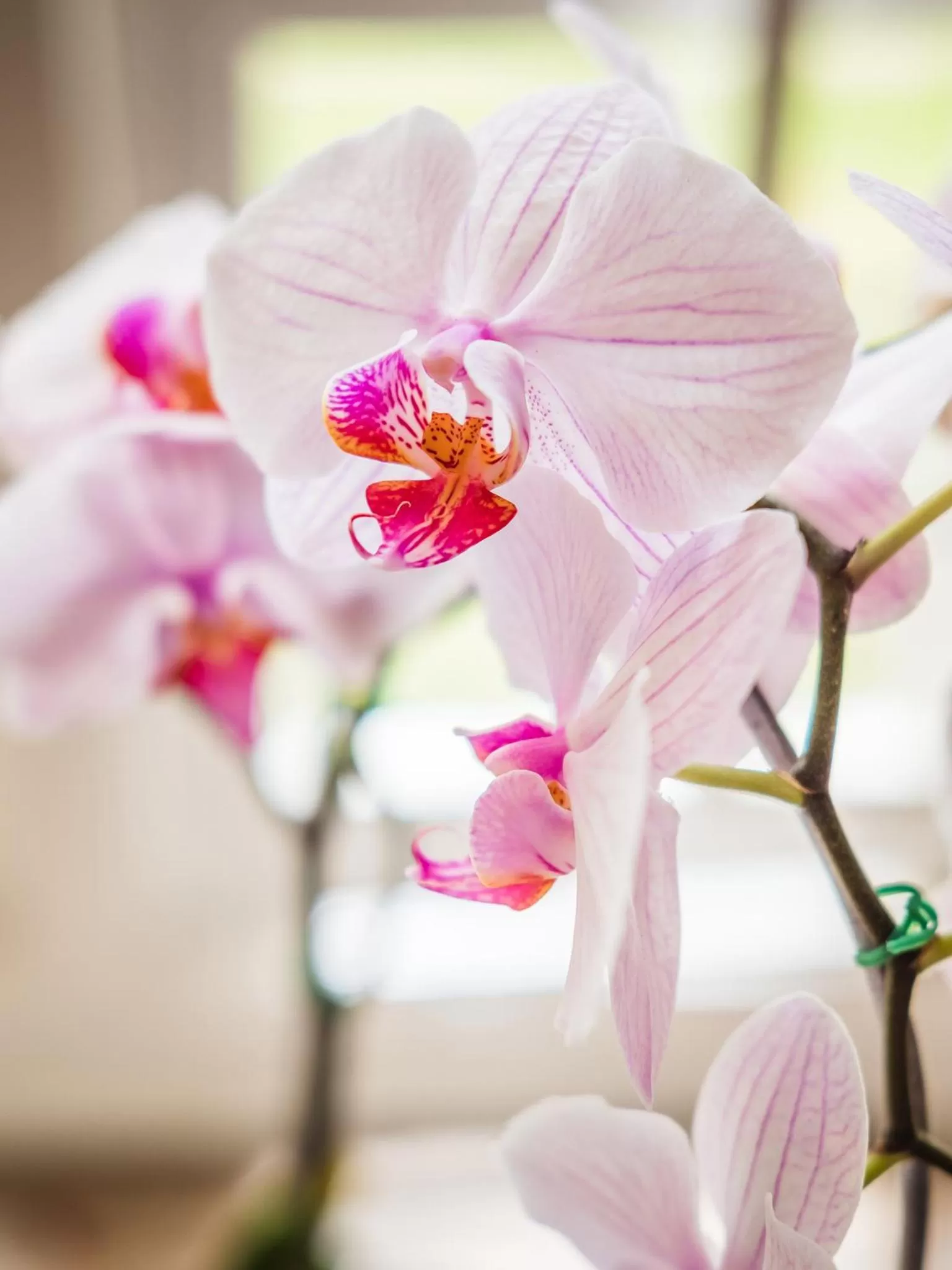 Decorative detail in On the Bay