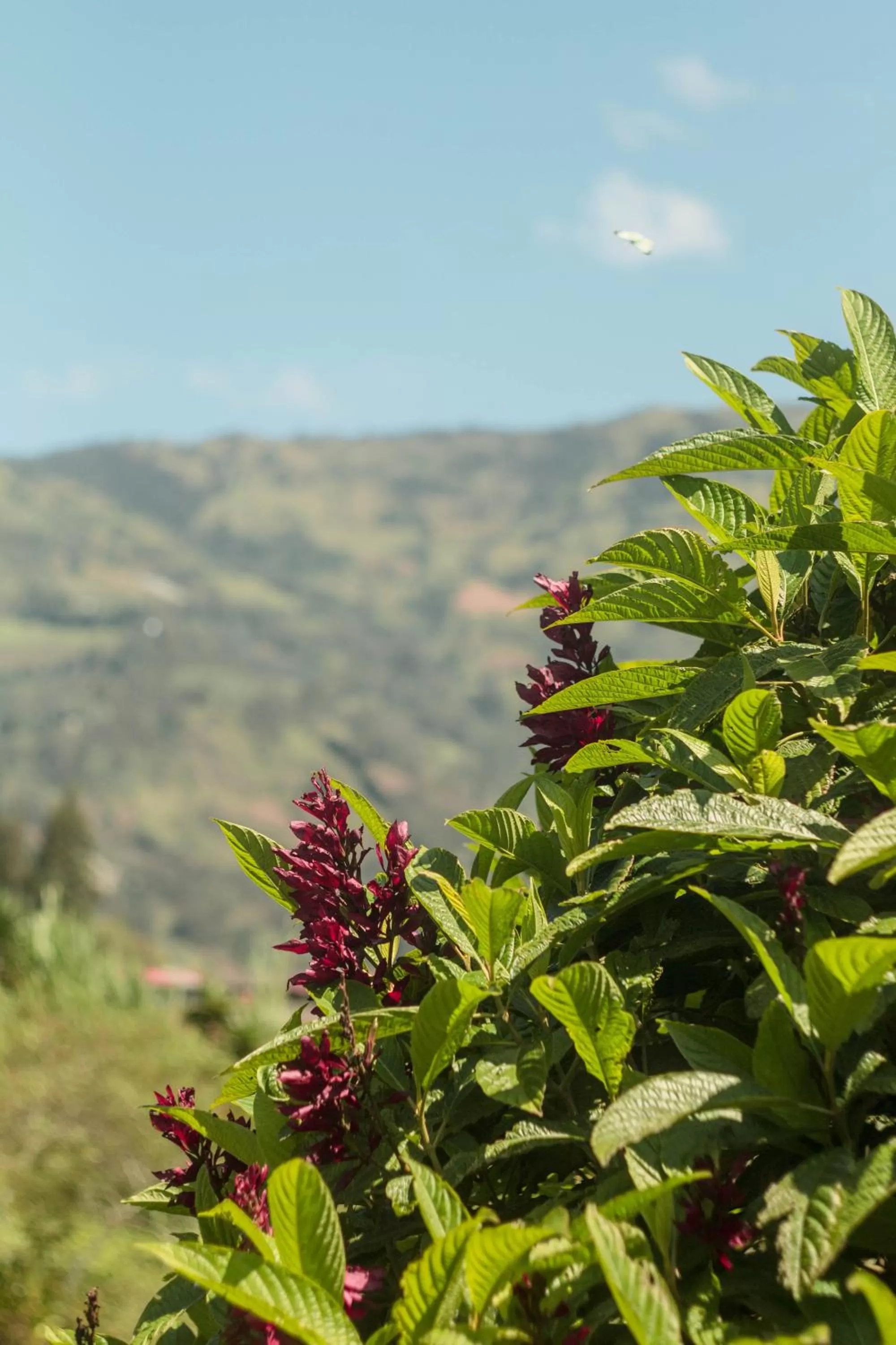 Mountain view in Aldea Real Eco Friendly