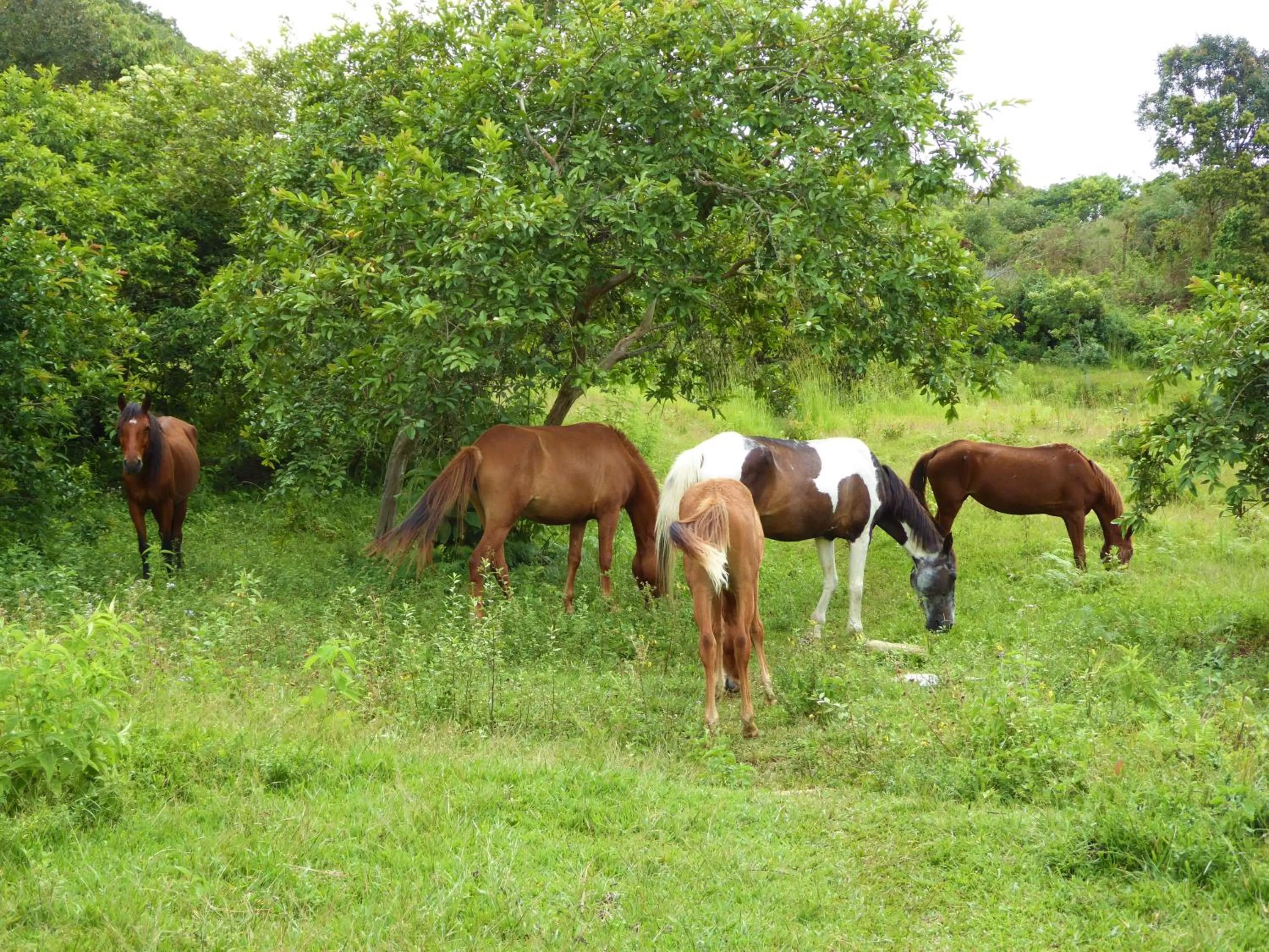 Pets in Finca El Cielo