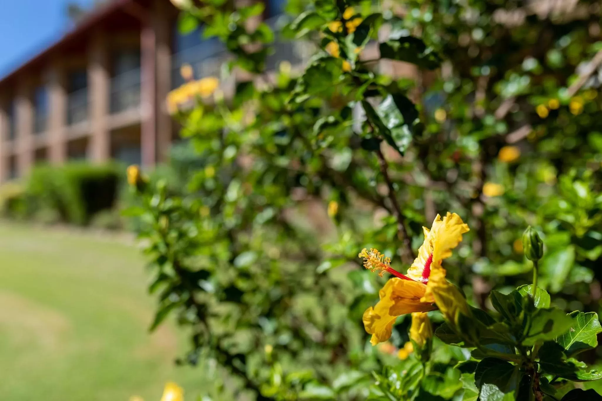 Garden in Charbonnier Motor Inn