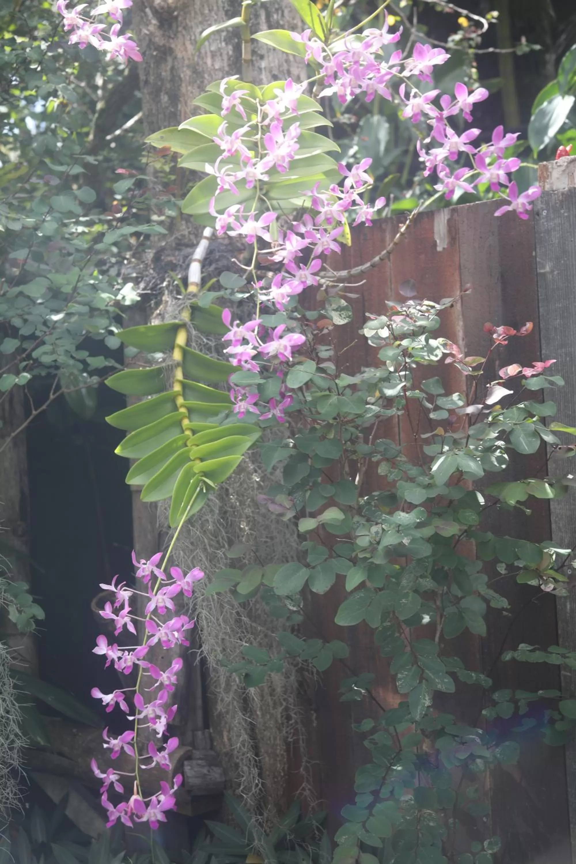 Family Suite in Ma'ukele Lodge