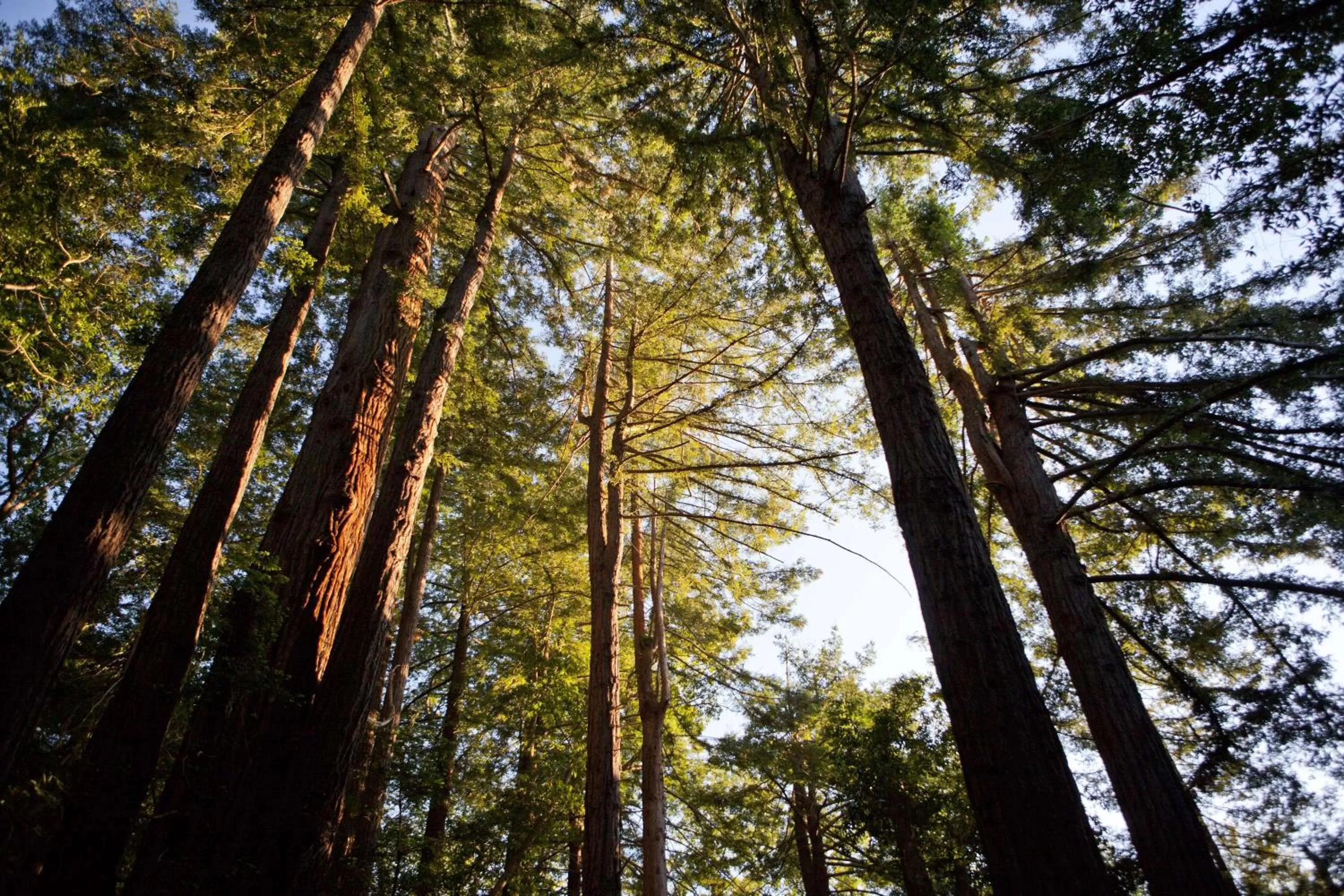 Location in Alila Ventana Big Sur - Inclusive Resort