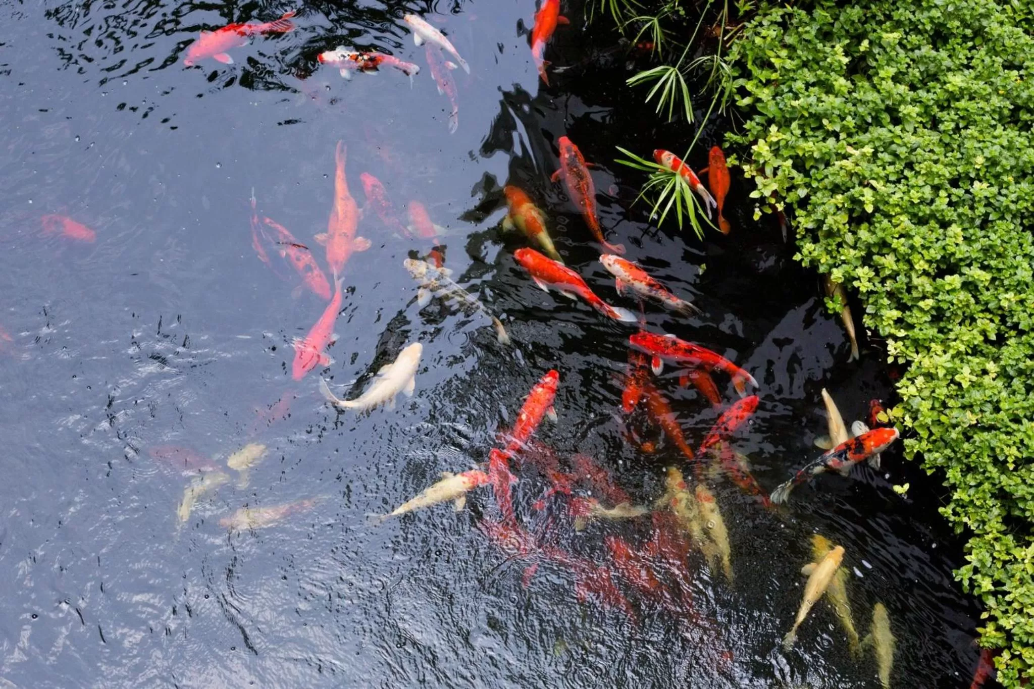 River view in Kosa Hotel & Wellness Center