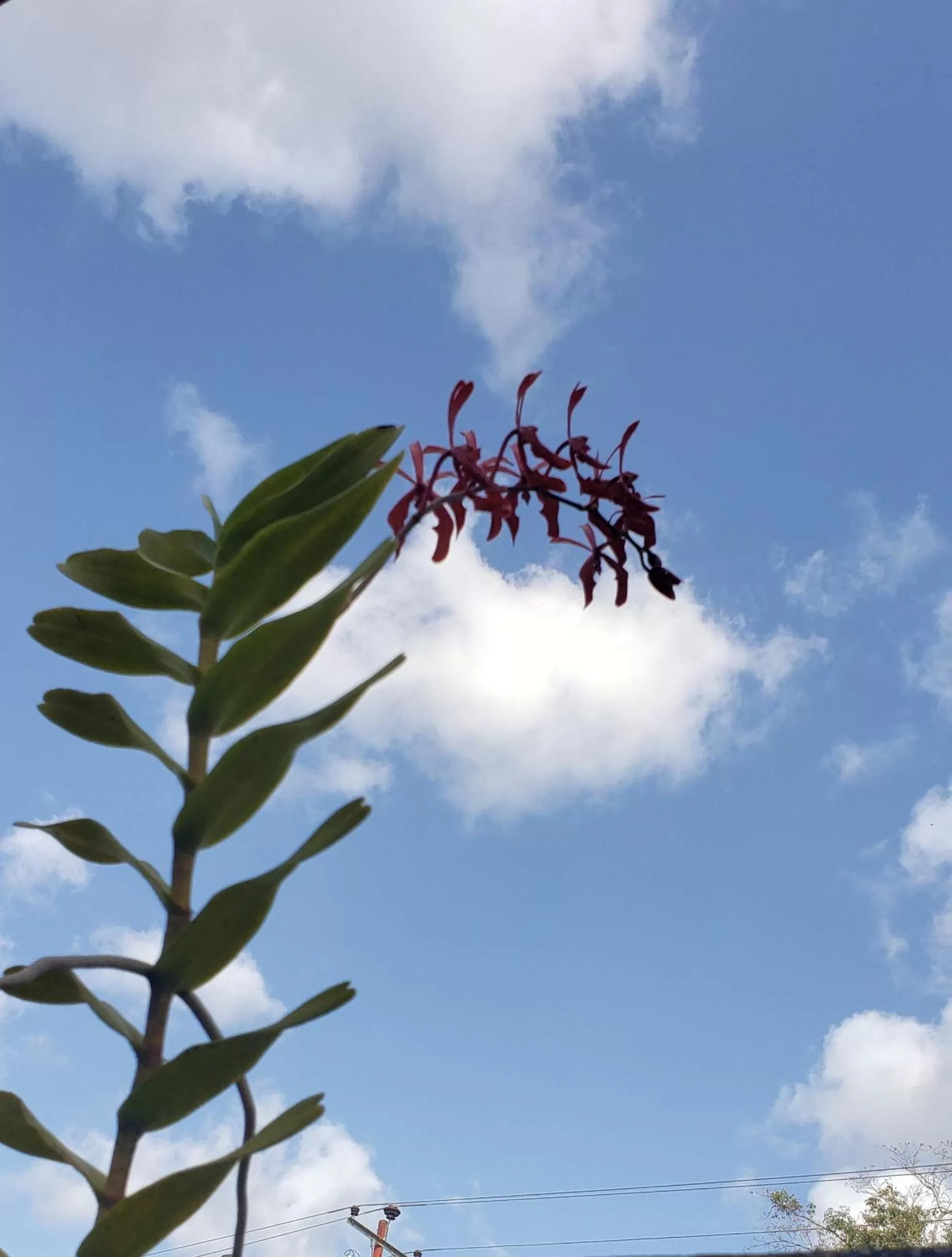 Garden view in Starfish Tobago