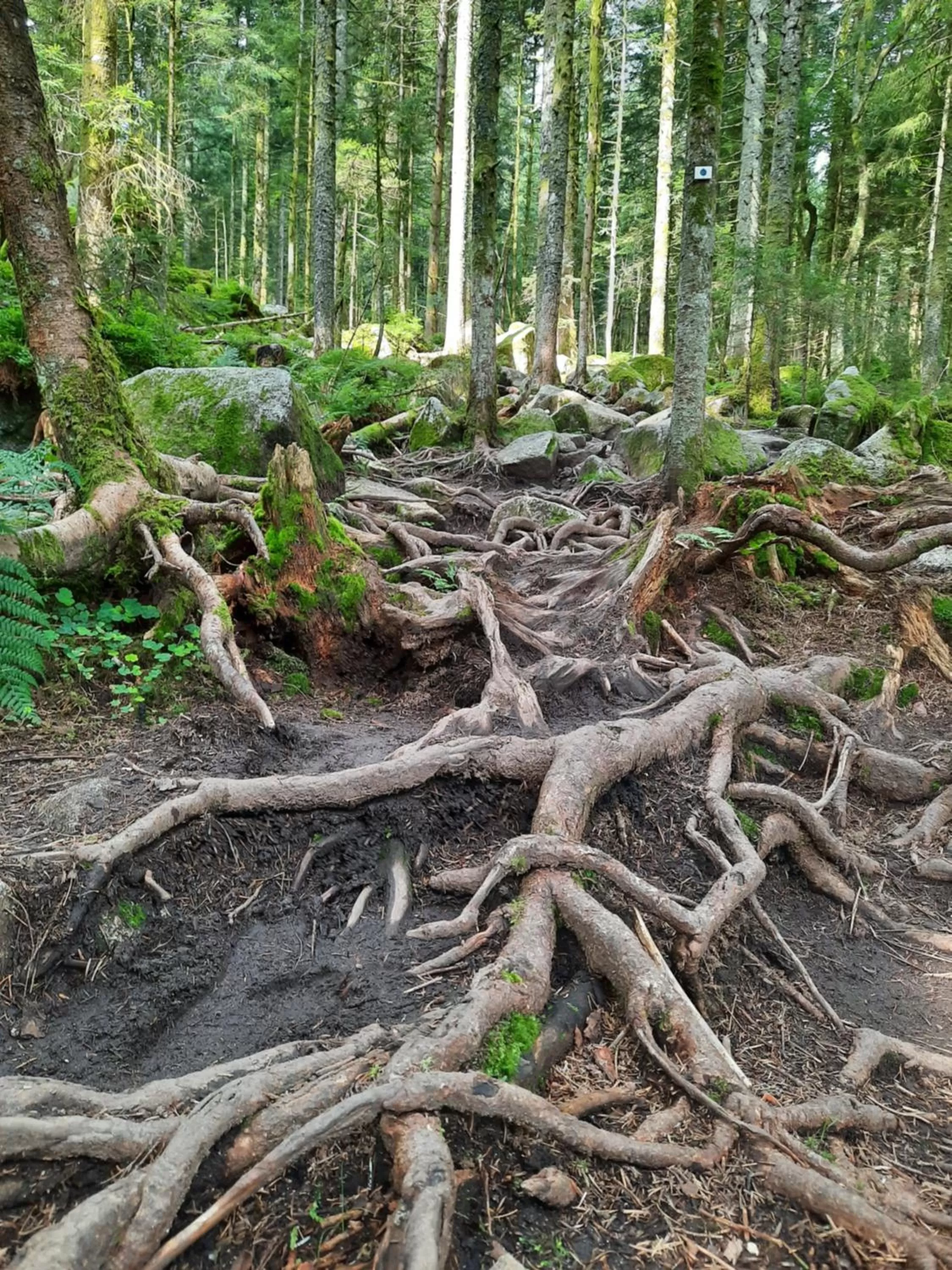 Hiking in Au Cœur des Lacs - Chambres d'hôtes