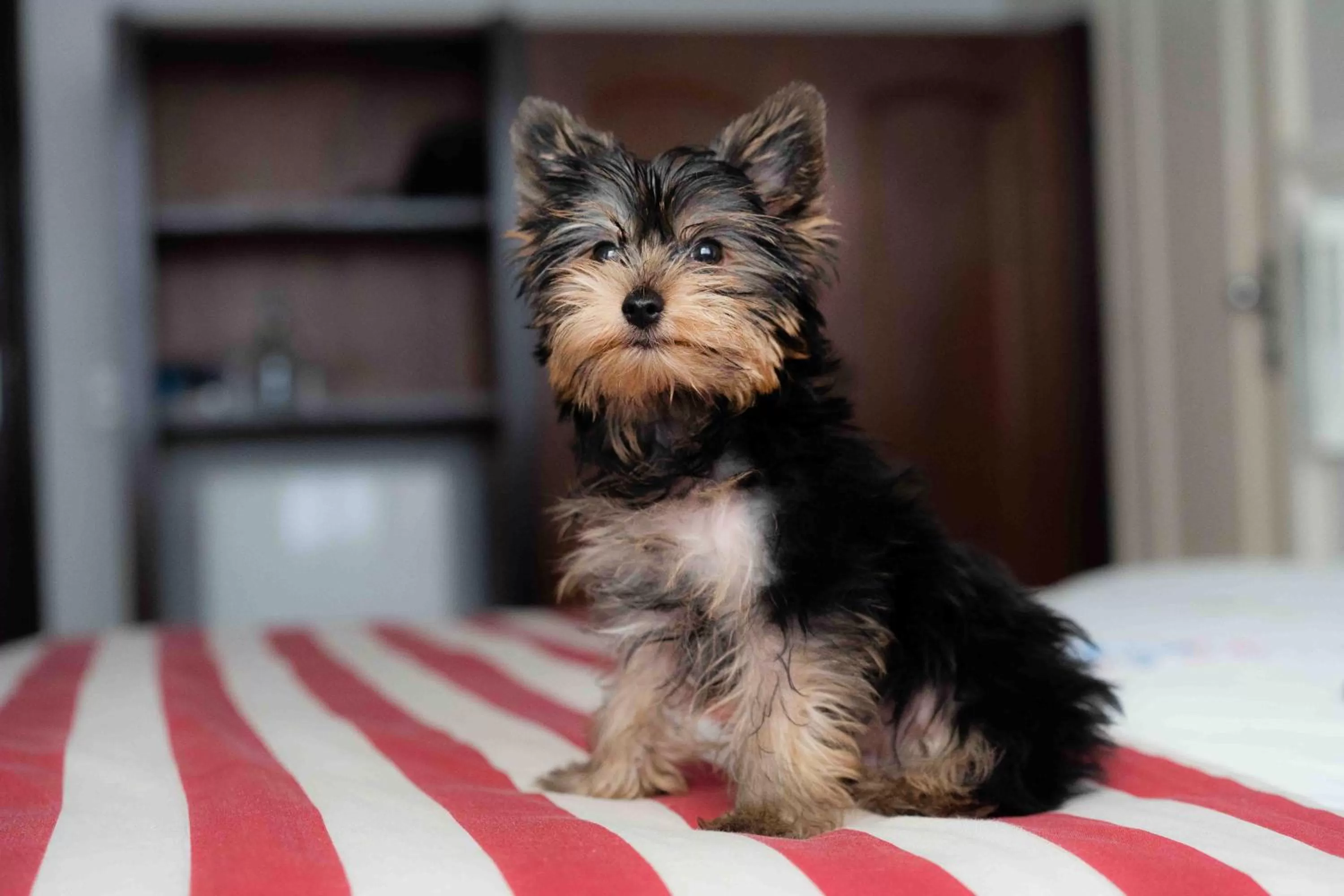 Pets in Plaza Blumenau Hotel