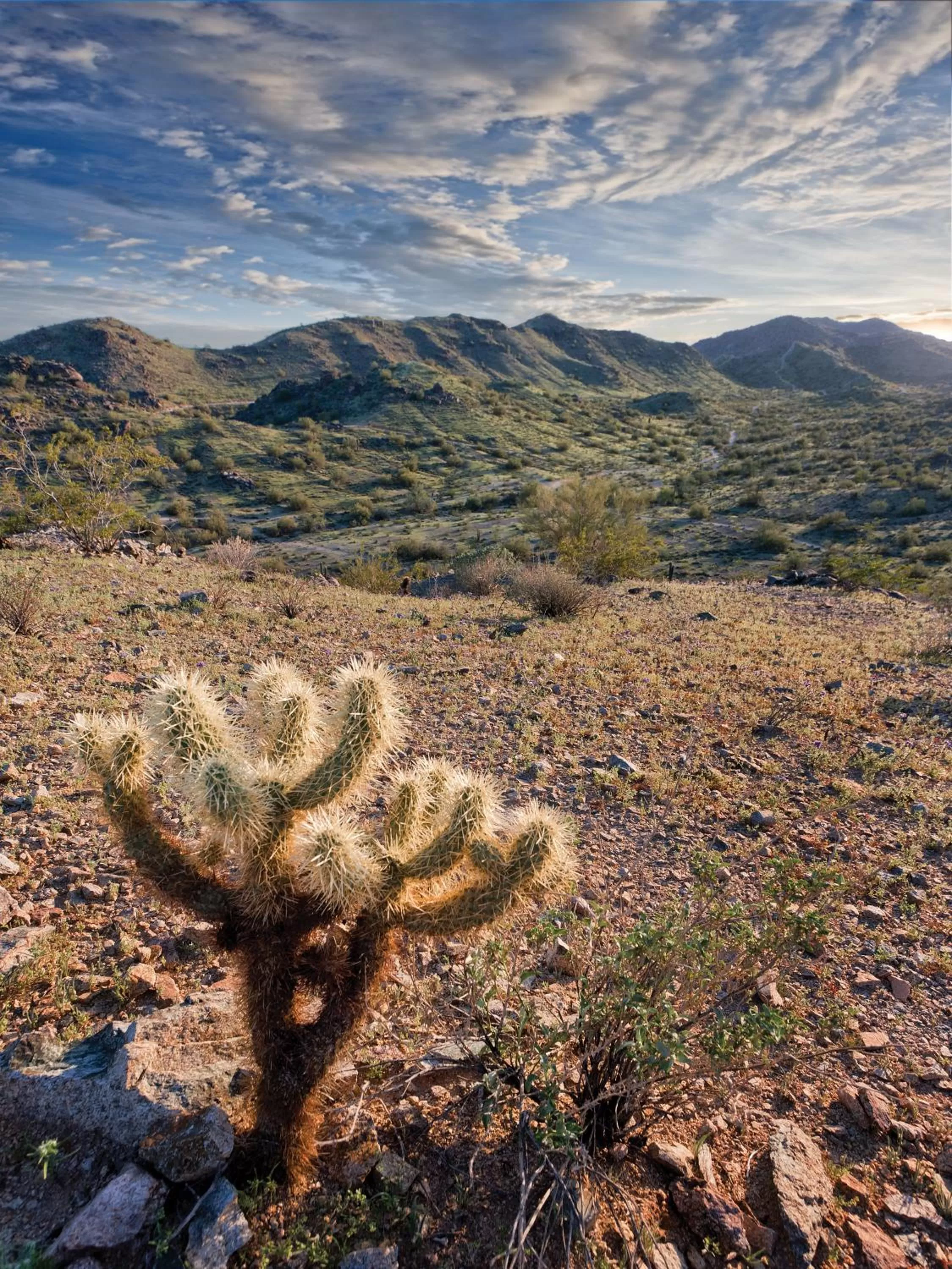 Other in Raintree at Phoenix South Mountain Preserve