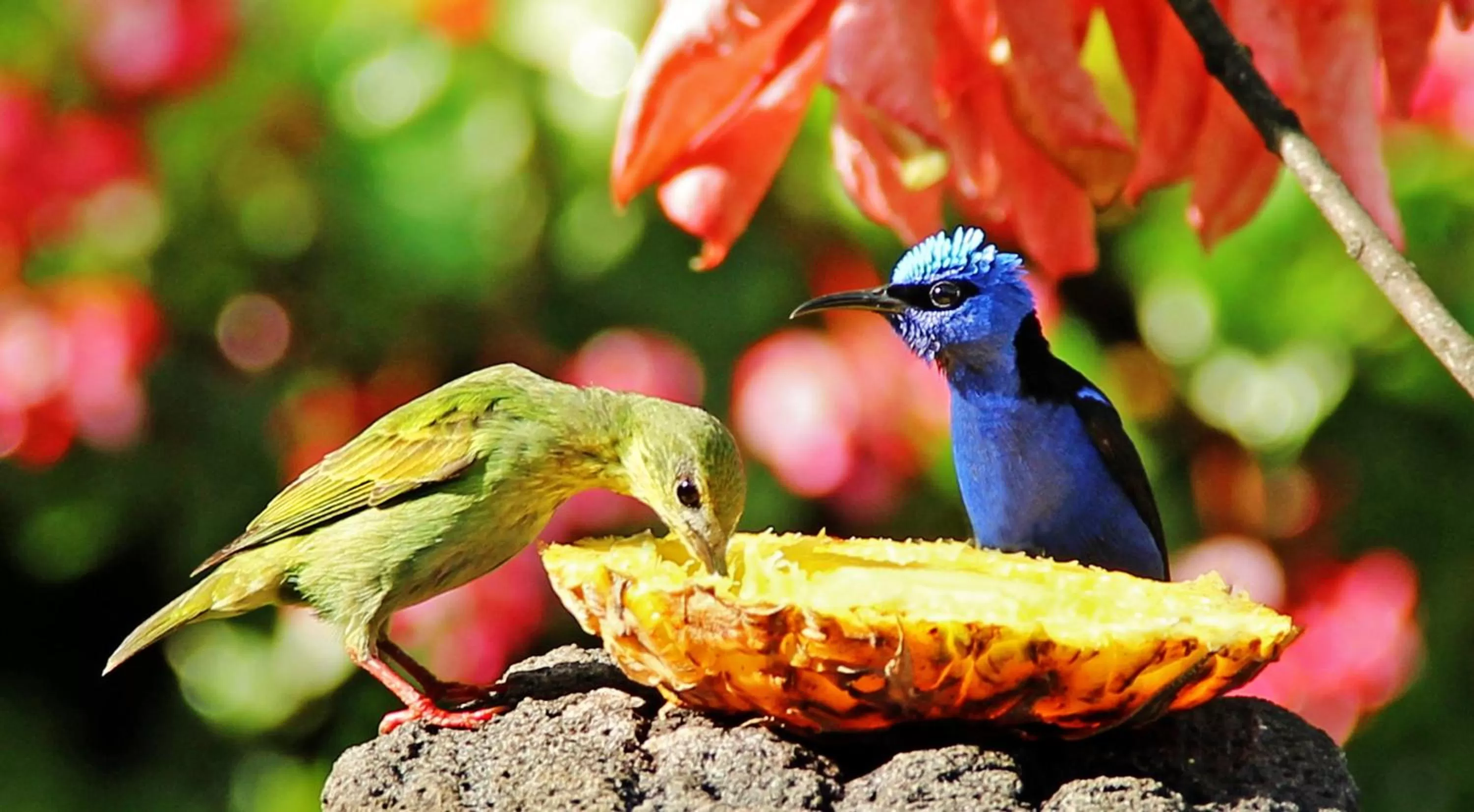 Day in Boquete Garden Inn