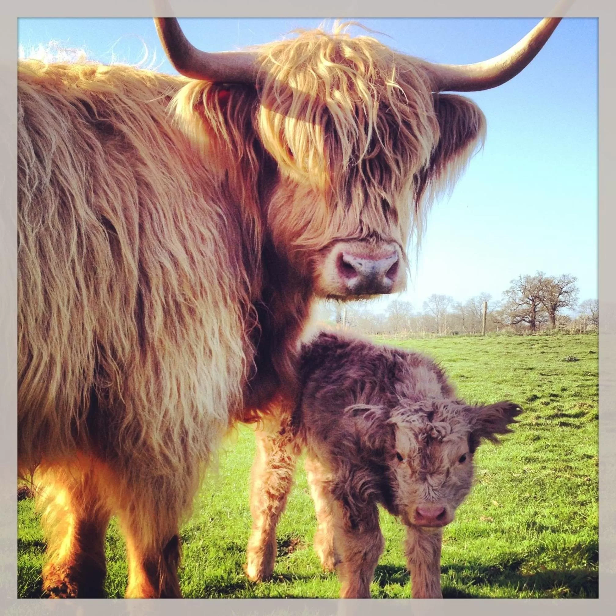 Animals in The Barnsdale, Rutland