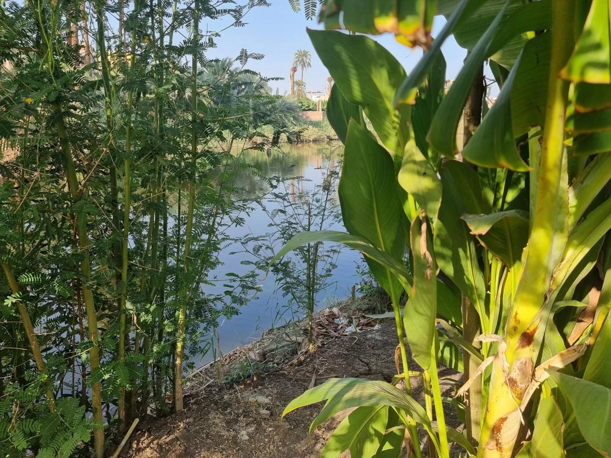 Natural Landscape in Luxor Old Nile Hotel