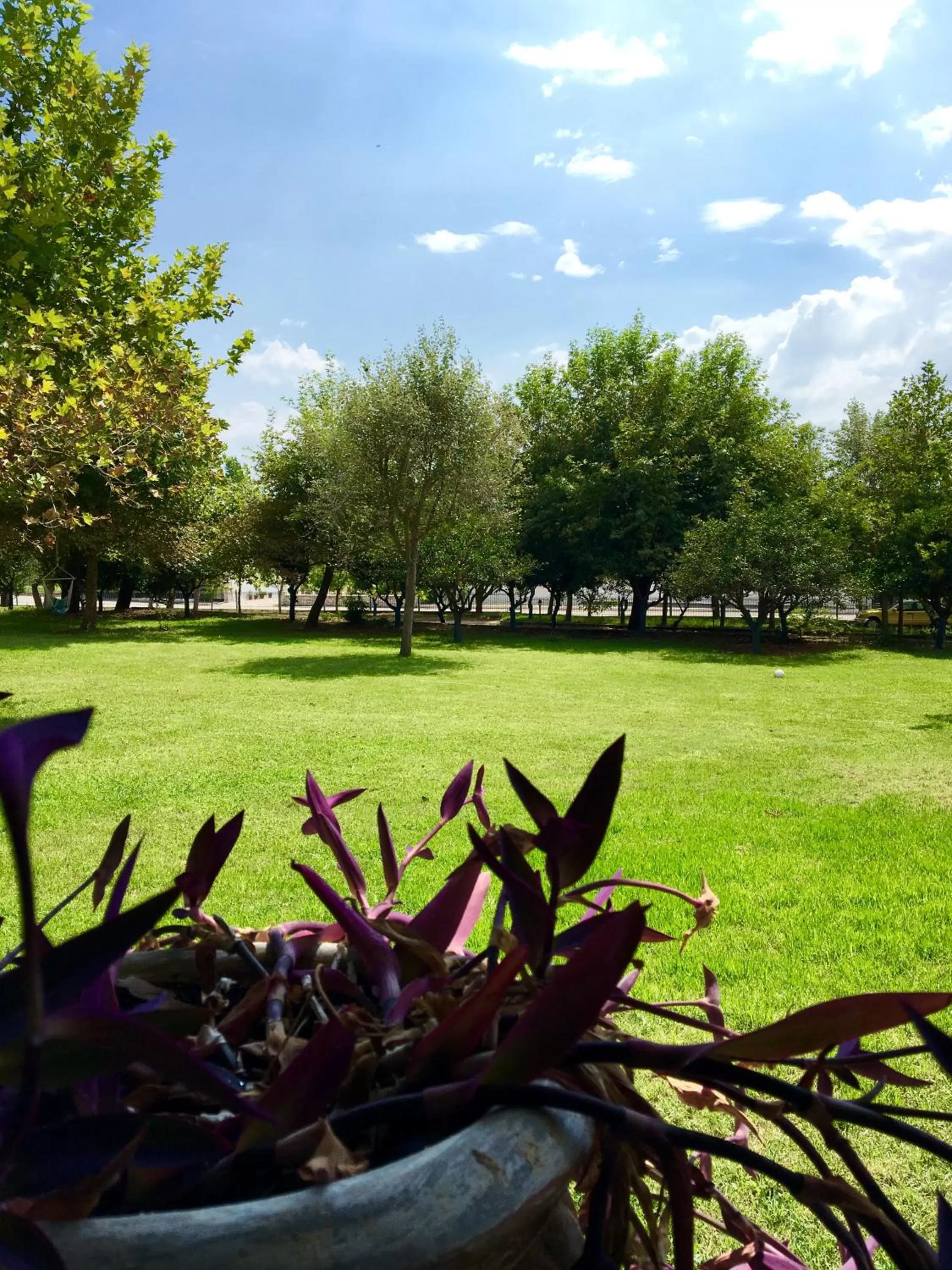 Garden in Hotel Marathia
