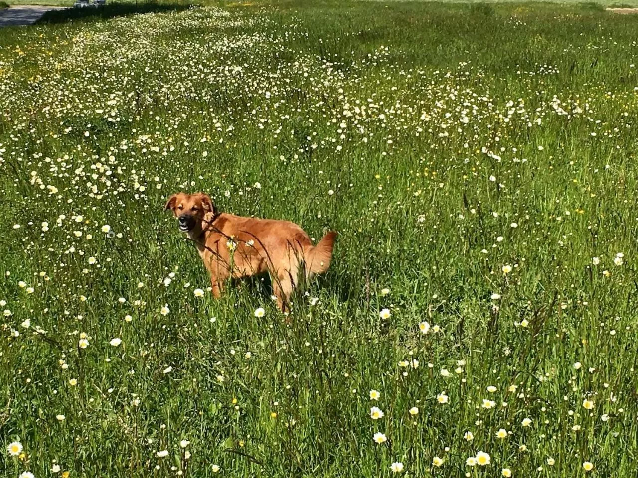 Pets in Les 3 Coeurs - Chambres chez charmants habitants