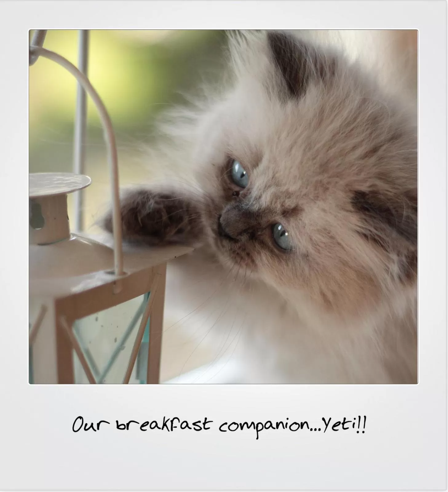 Pets in Quarrystone House B&B