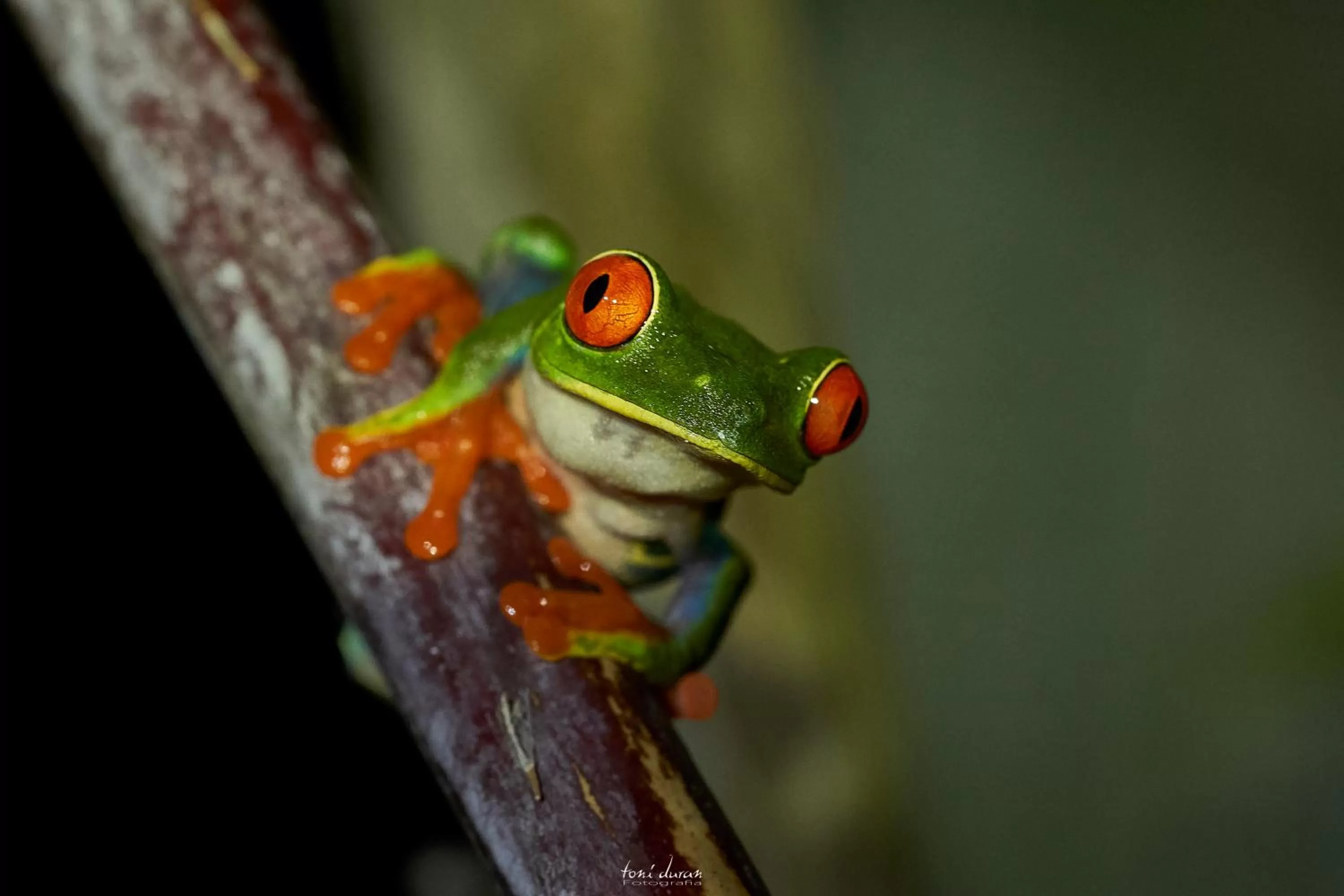 Birds & Breakfast Costa Rica