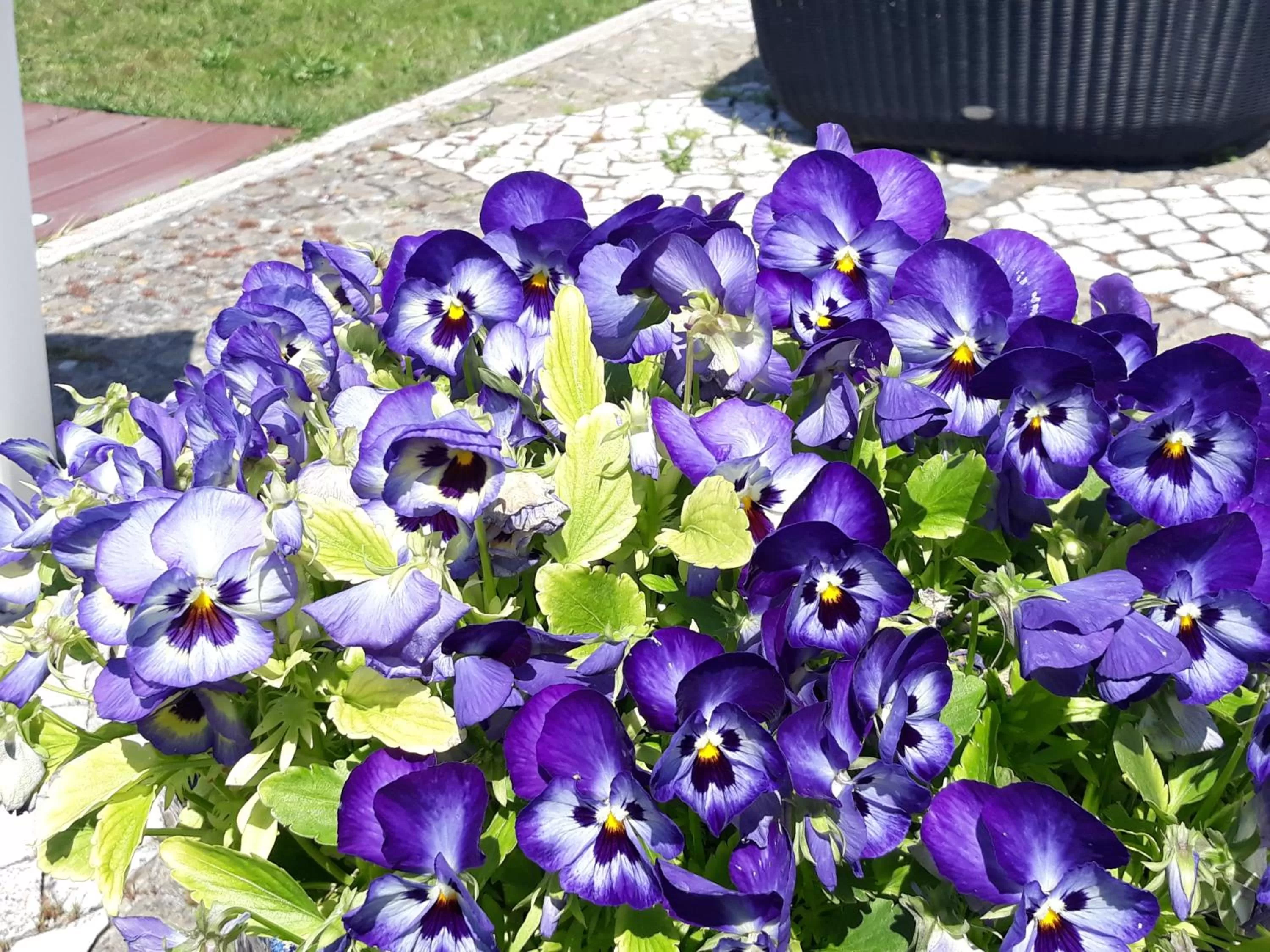 Garden in Hotel Dom Vasco