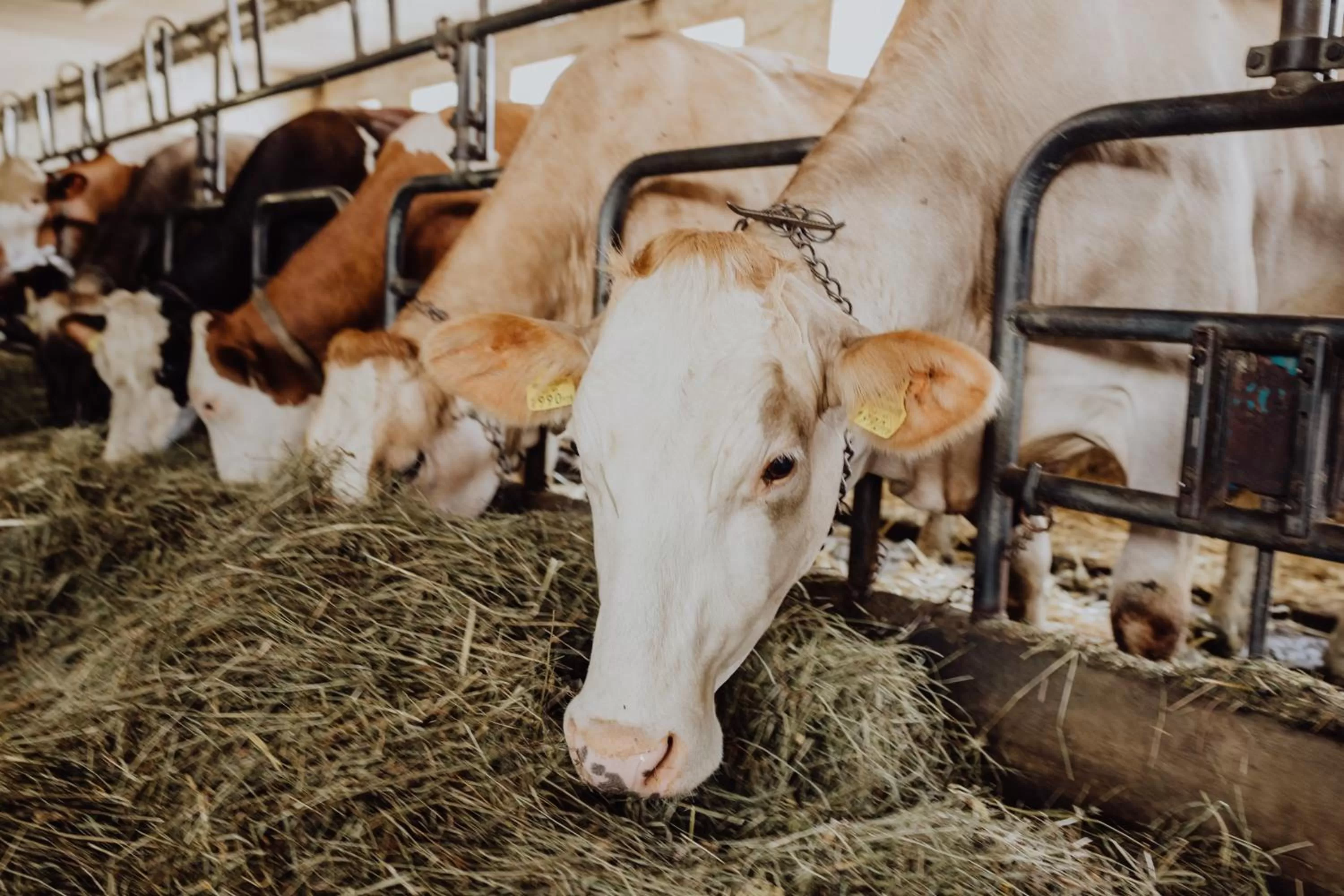 Animals, Other Animals in Panorama Hotel Gasthof Leidingerhof
