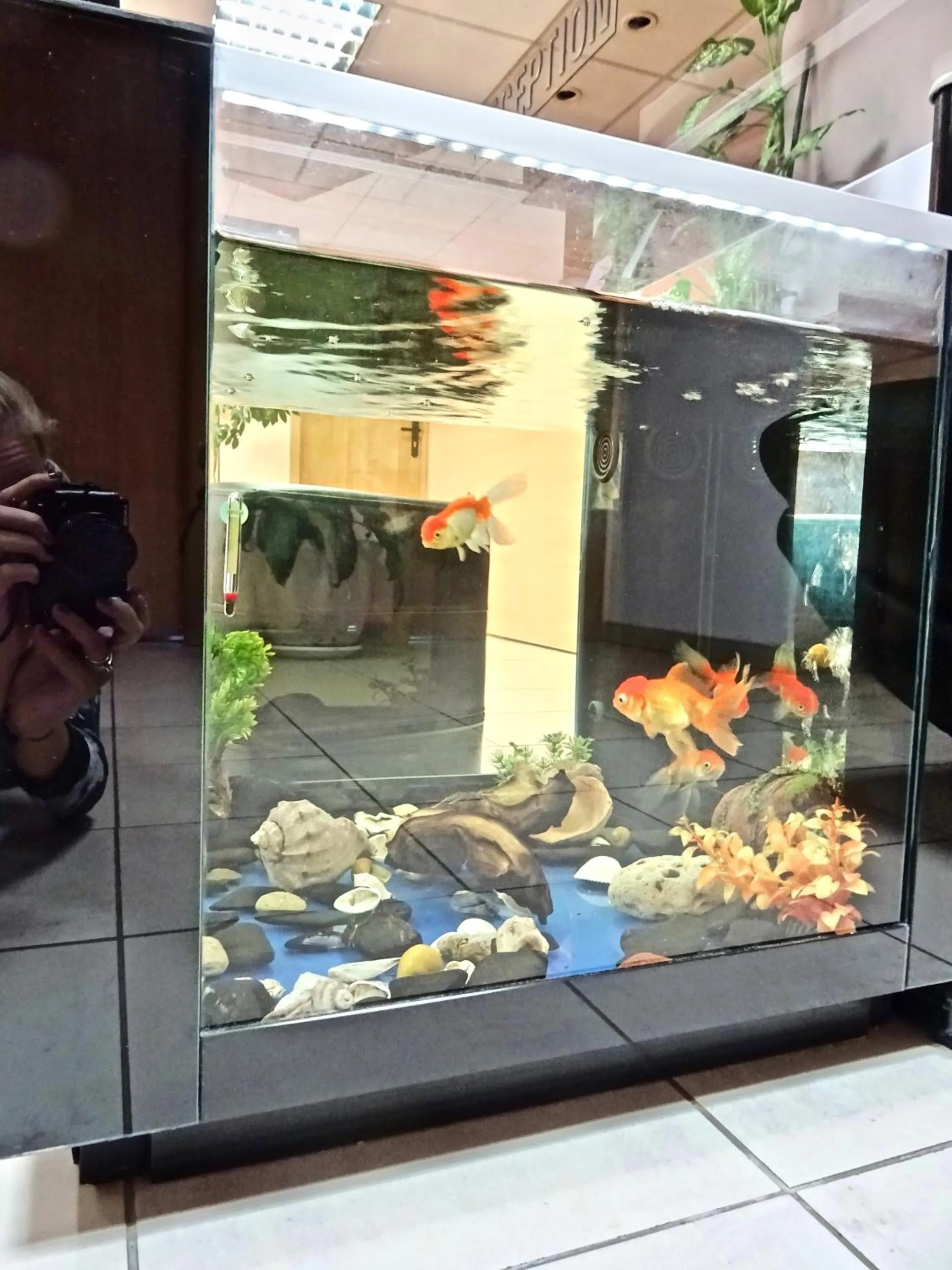 Lobby or reception in Family Hotel Dalis