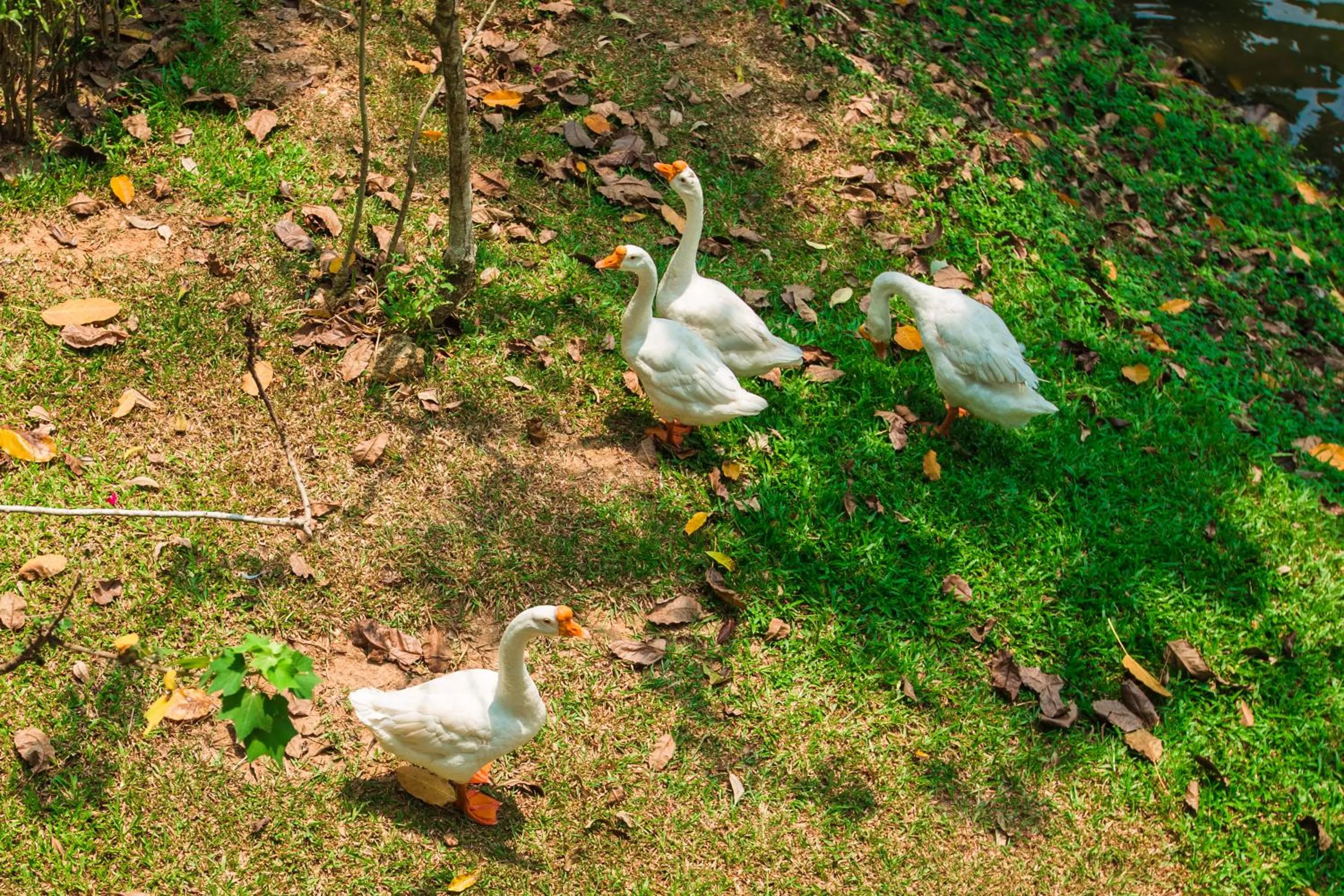 Garden in Brookside Valley Resort