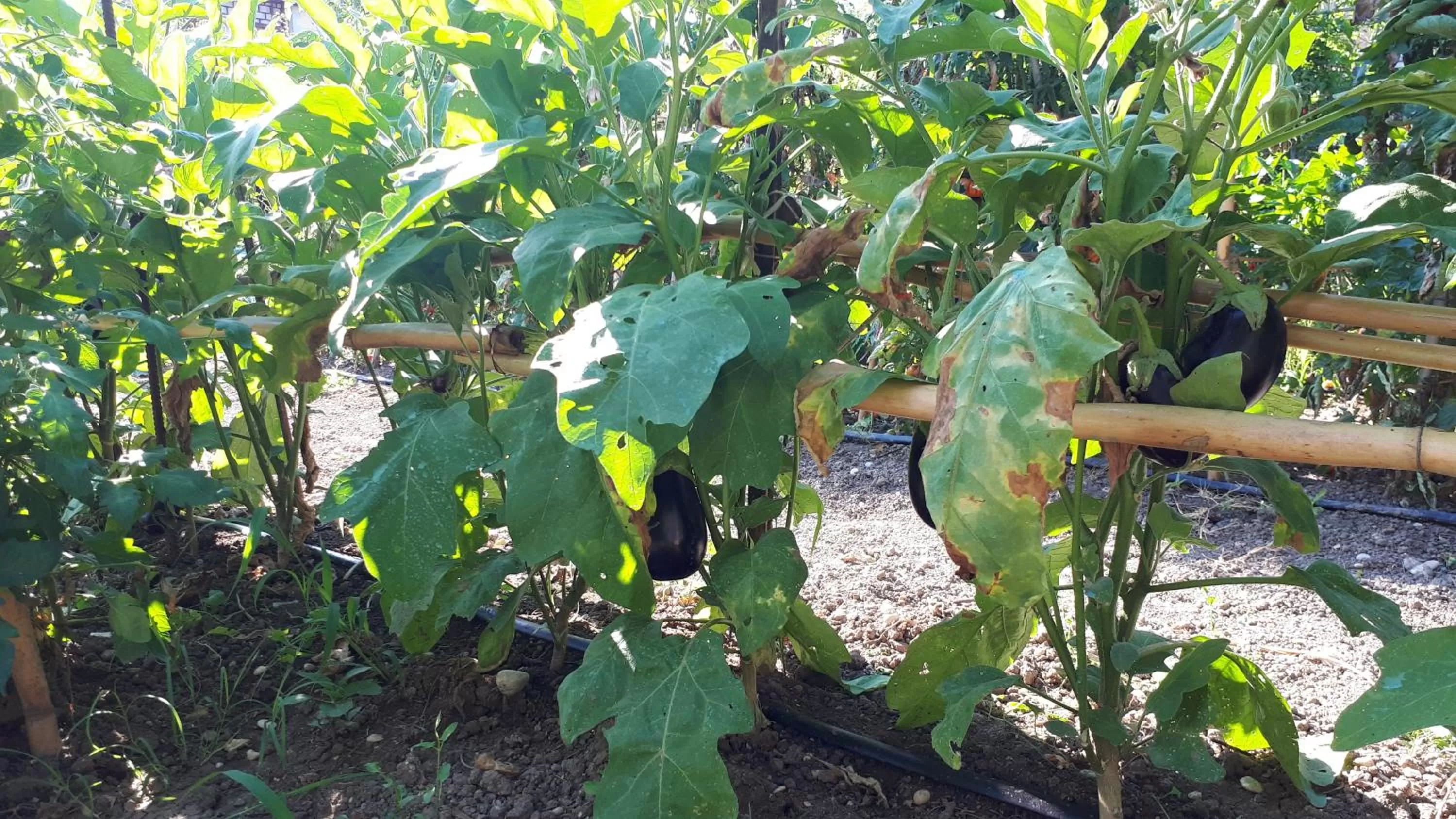 Garden, Other Animals in B&B Il Giardino di Gabri