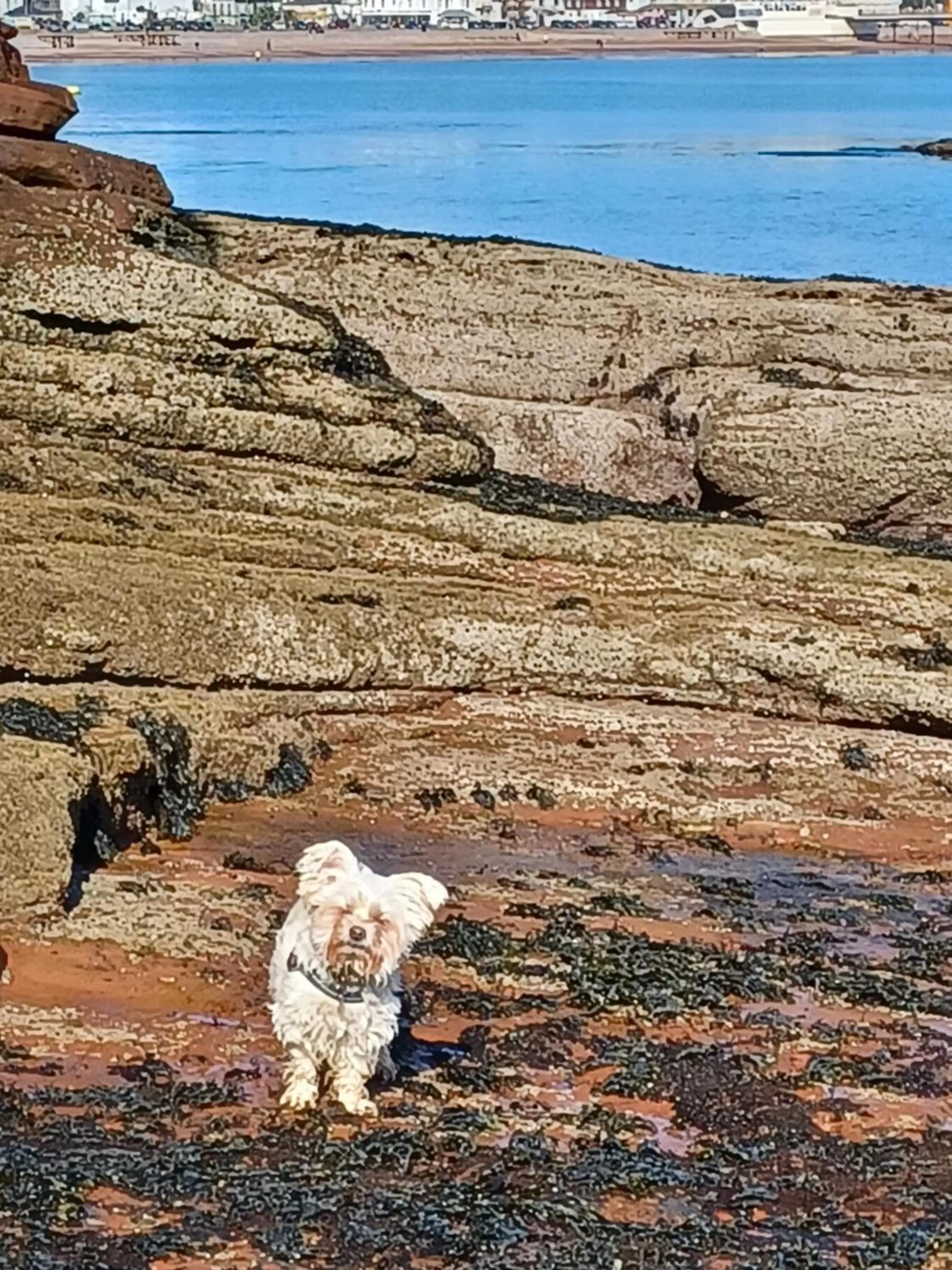 Pets in Belle Dene Guest House