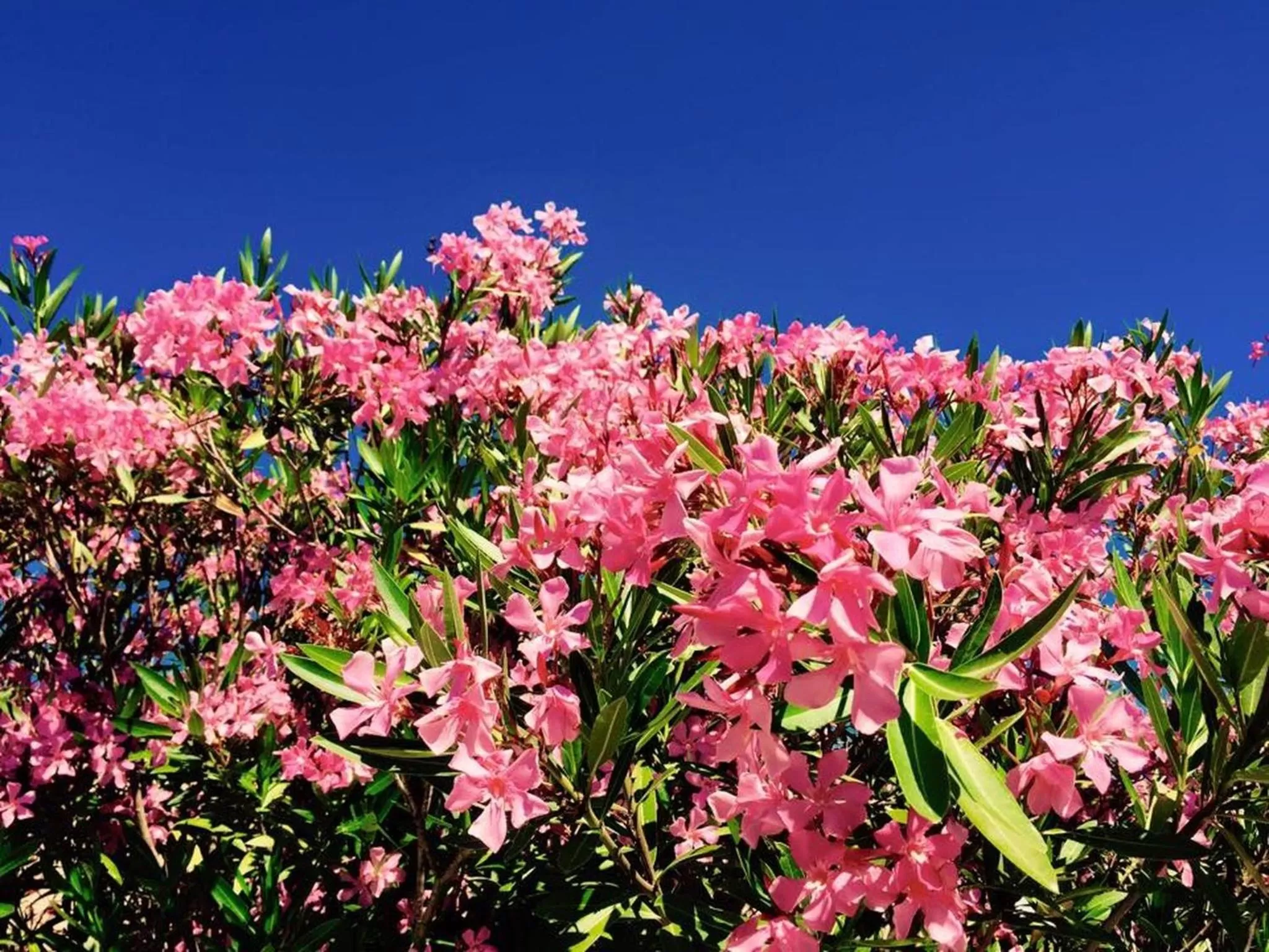 Garden view in Domaine de l'Aufrene