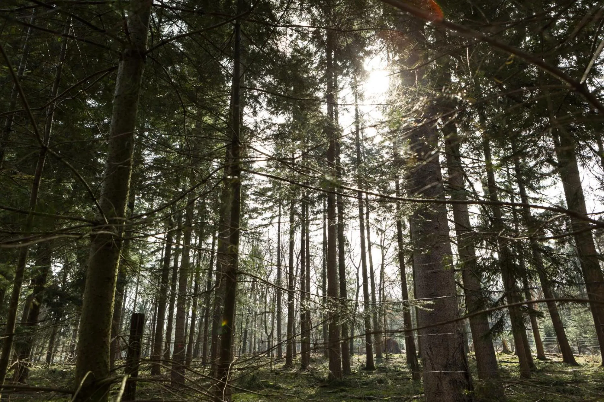 Natural landscape in Stayokay Hostel Apeldoorn