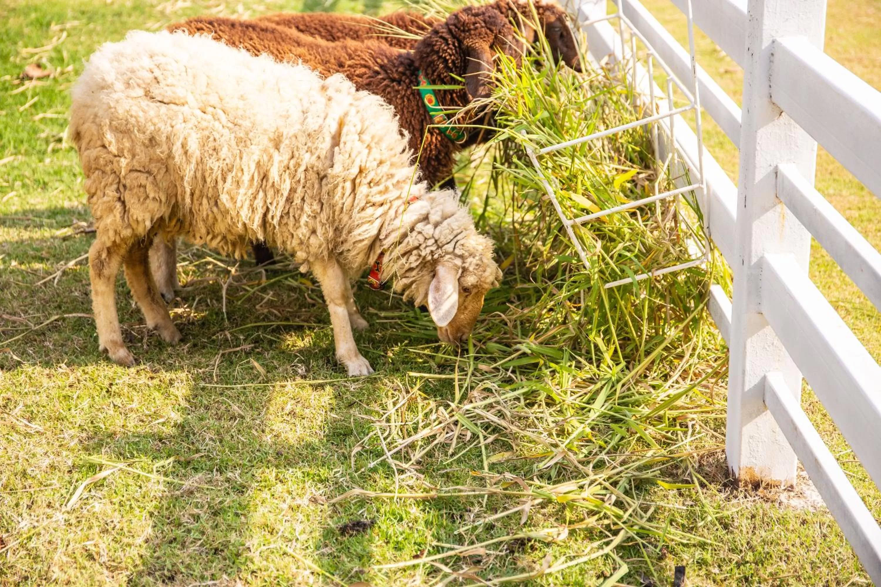 Animals in North Hill City Resort