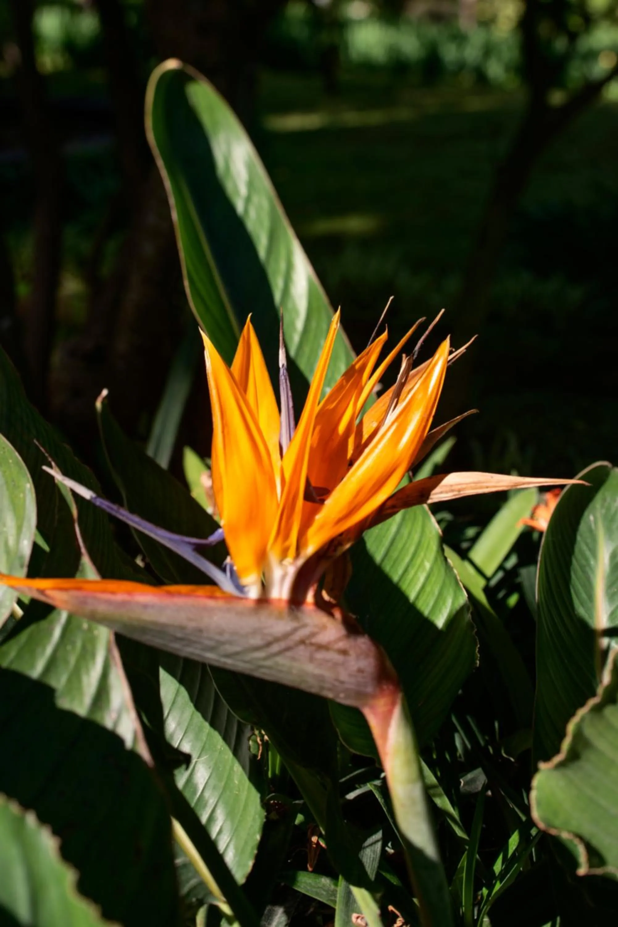 Garden in Grand Hotel Cocumella