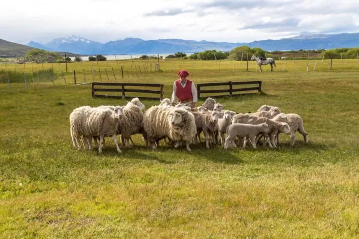 Other Animals in Hostería El Galpón Del Glaciar