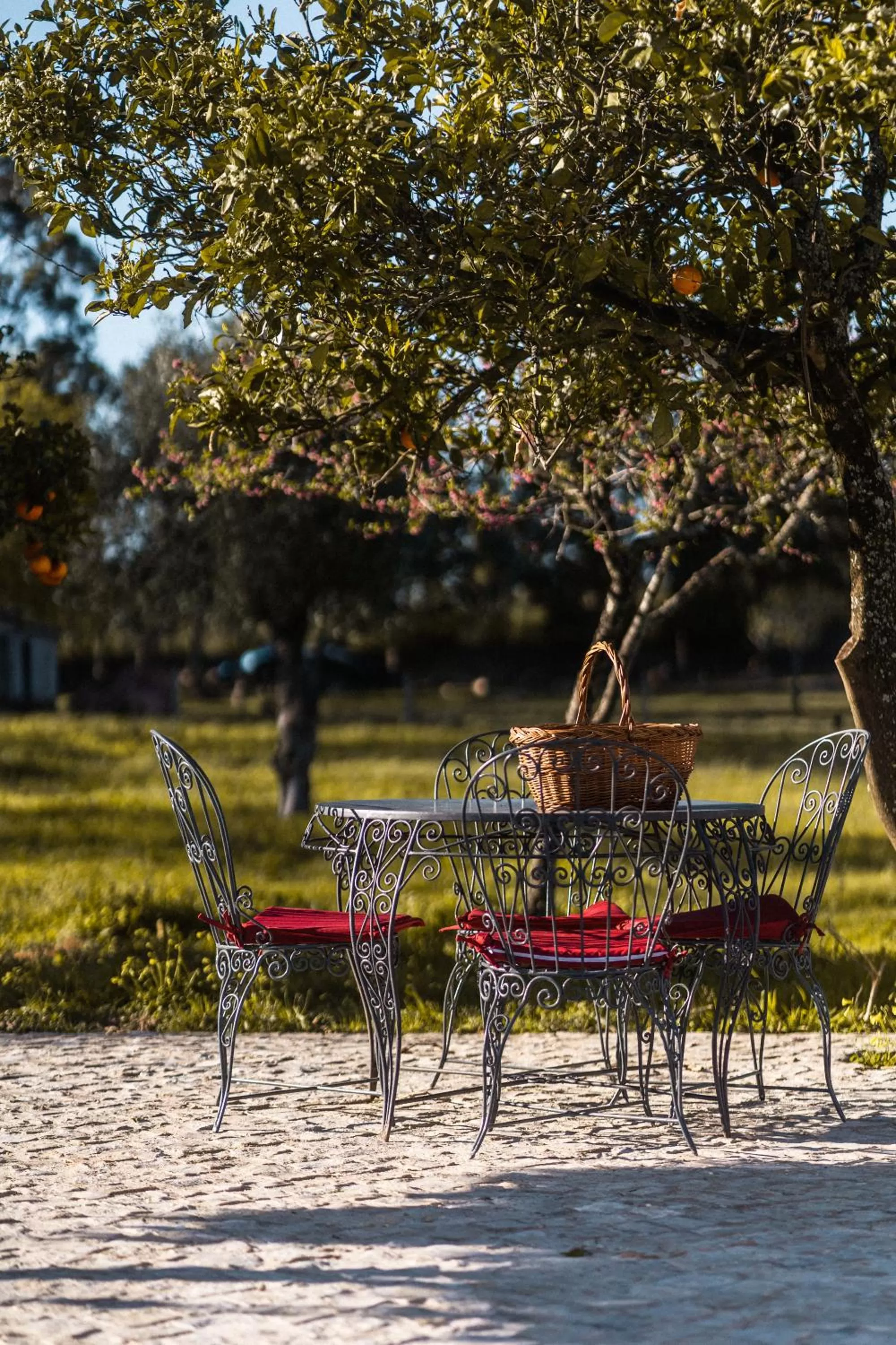 Garden in Granja da Cabrita