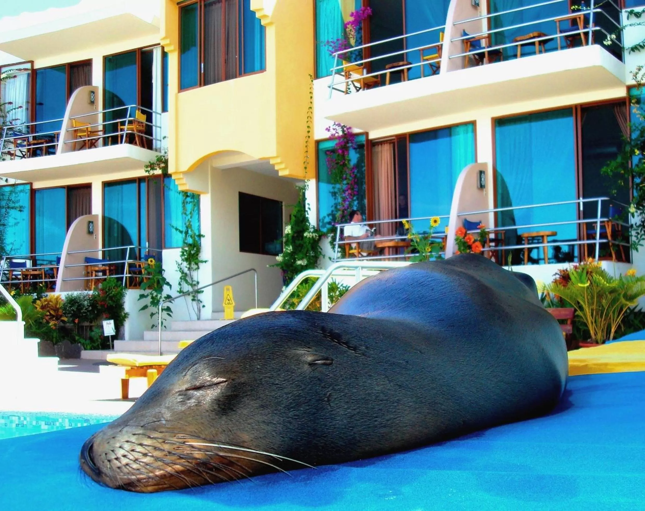 View (from property/room) in Hotel Solymar