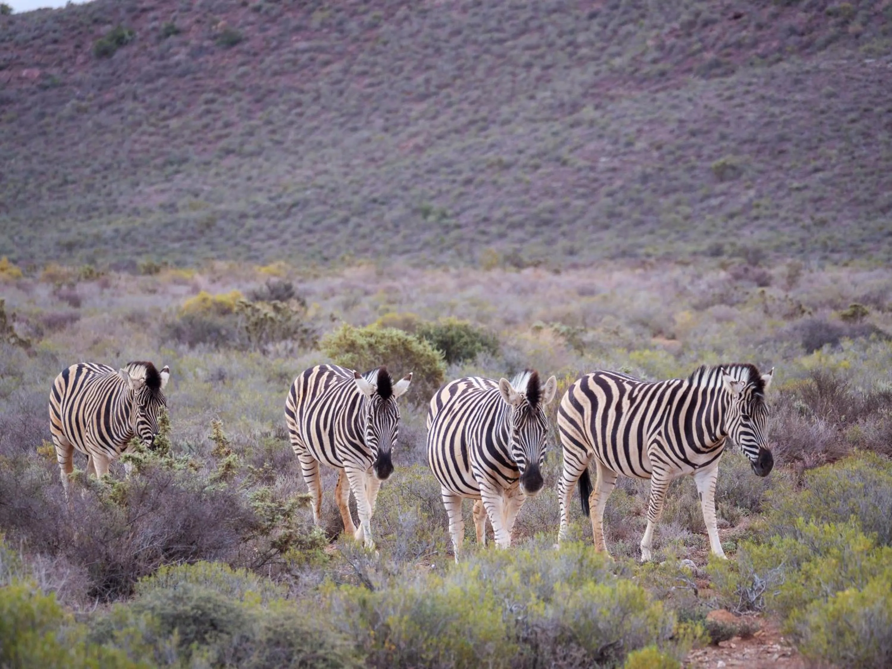 Animals in Sanbona Wildlife Reserve