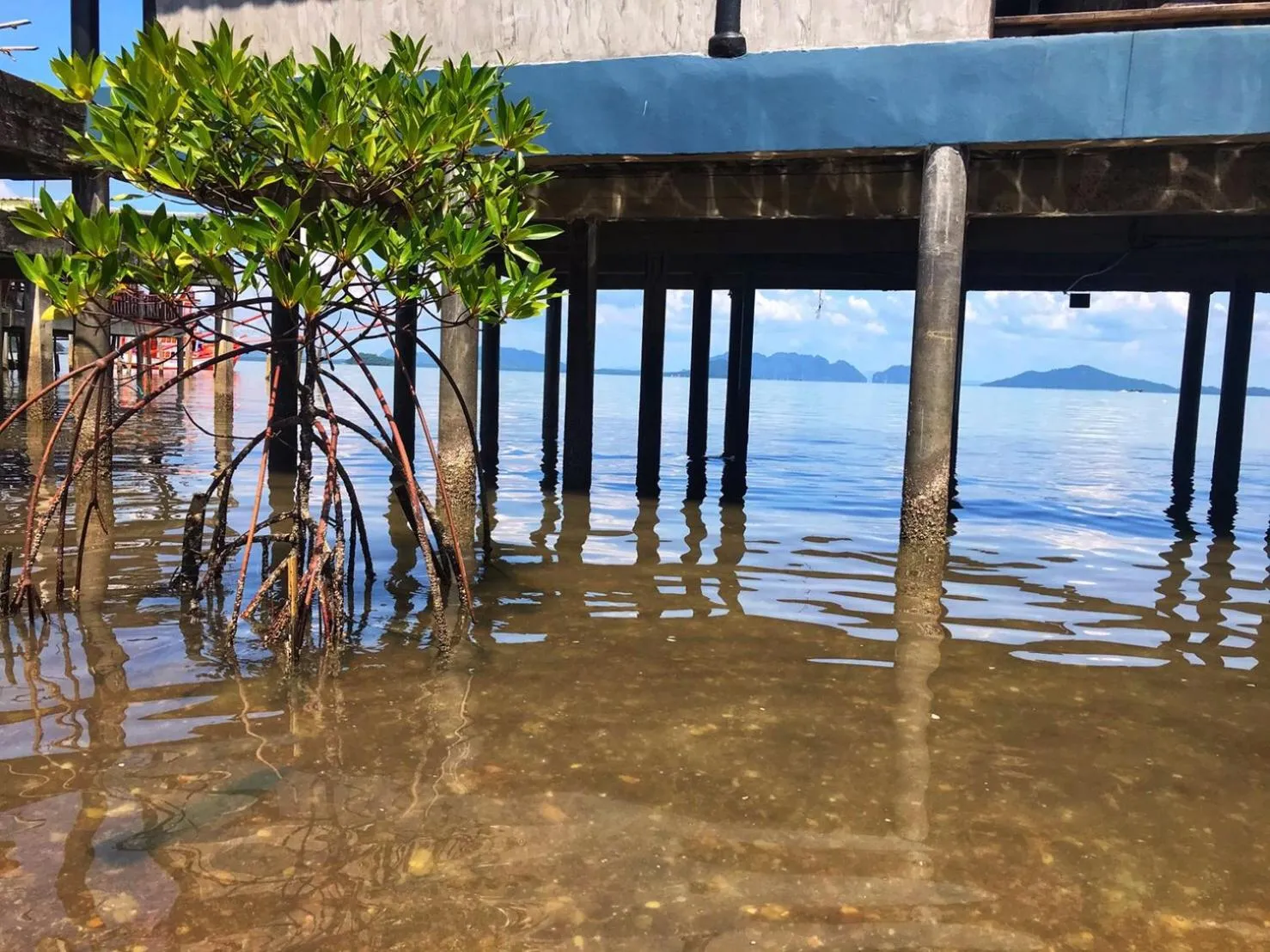 Natural landscape in Mangrove House Lanta Old Town