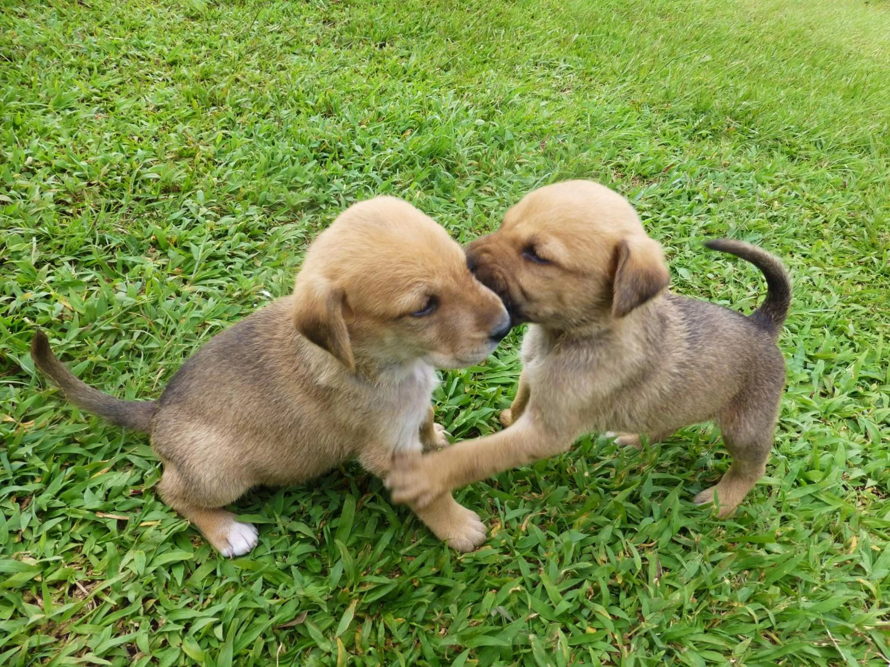 Garden in Finca El Cielo