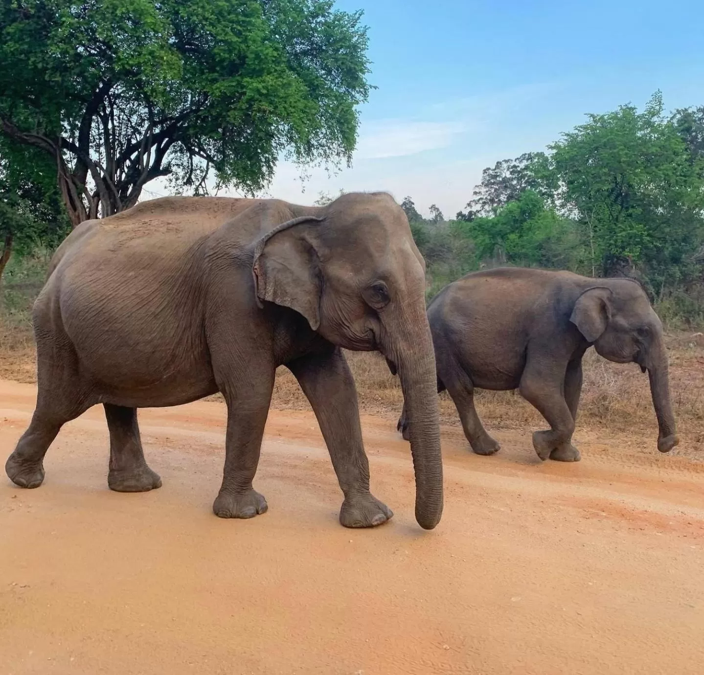 Other Animals in Jungle river humbhaha hostel