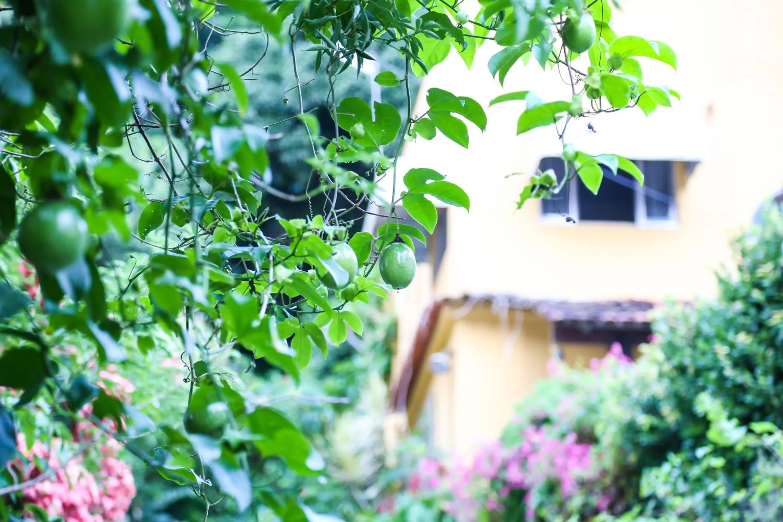Garden in A Casa Morro do Moreno