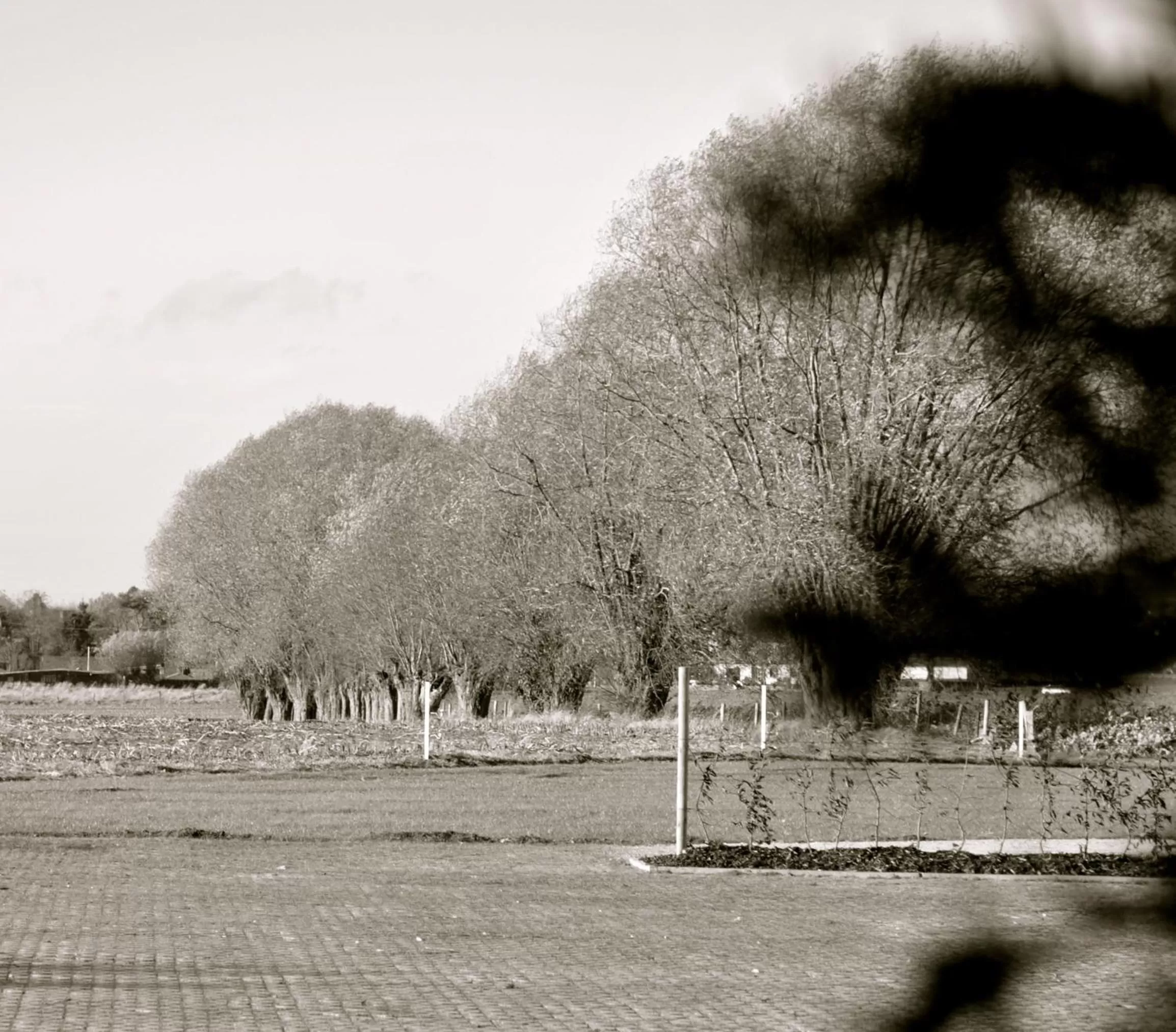 Garden in B&B Louis1924