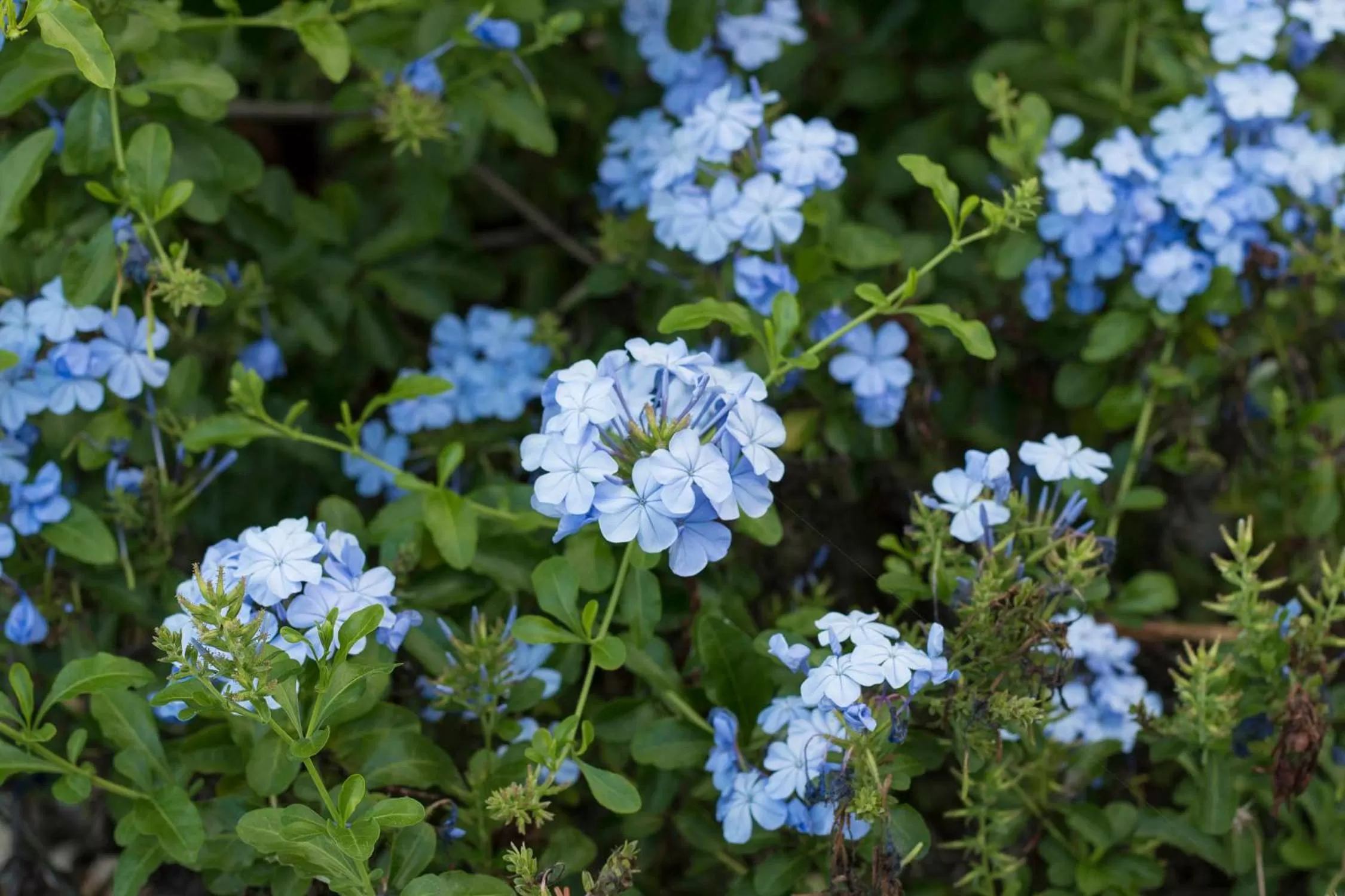 Garden in Bella Noni B&B