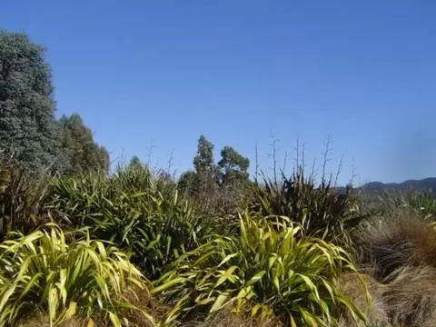Garden in Hokonui Bed & Breakfast